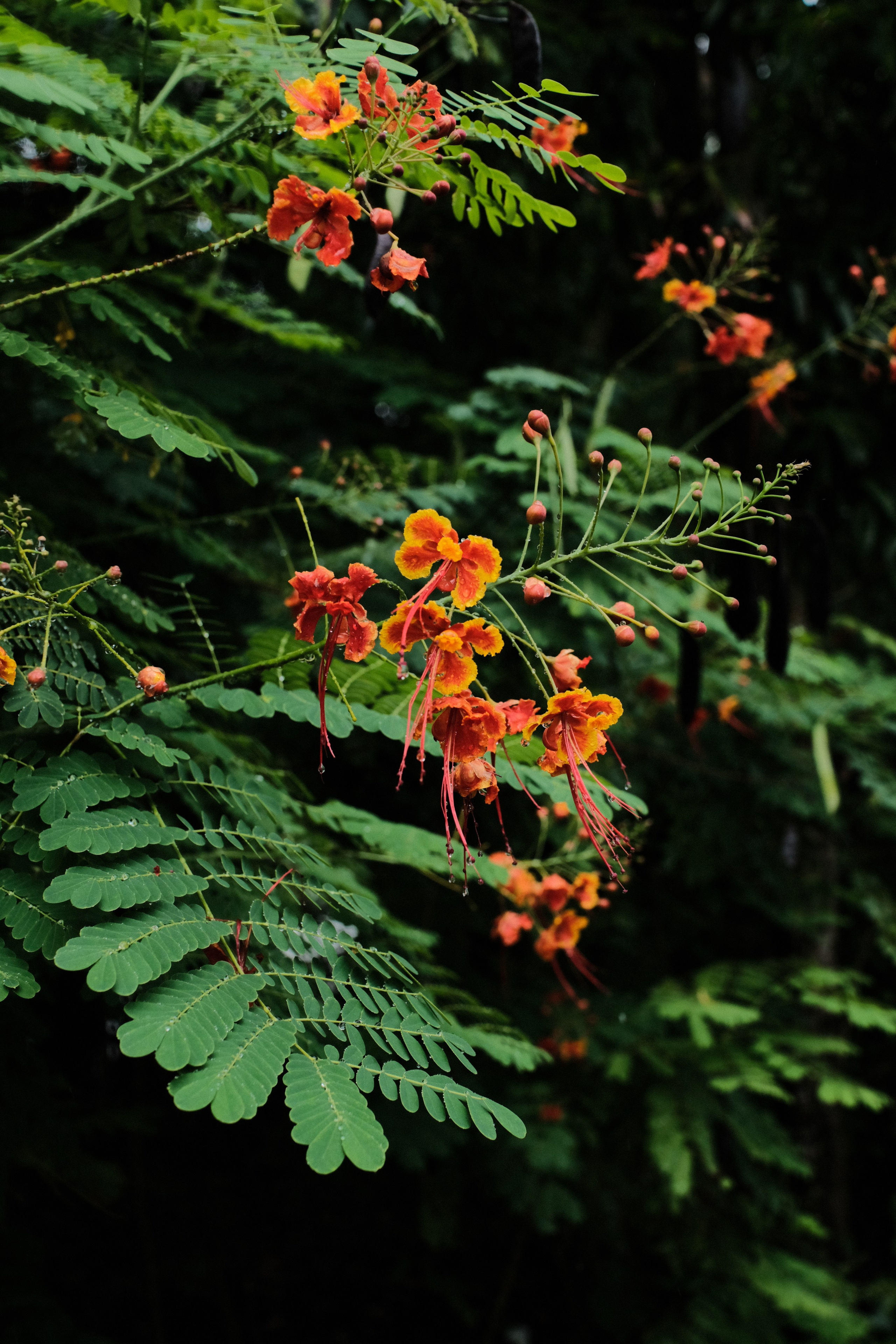 Bali. Creative travel photographer — Berg Daria