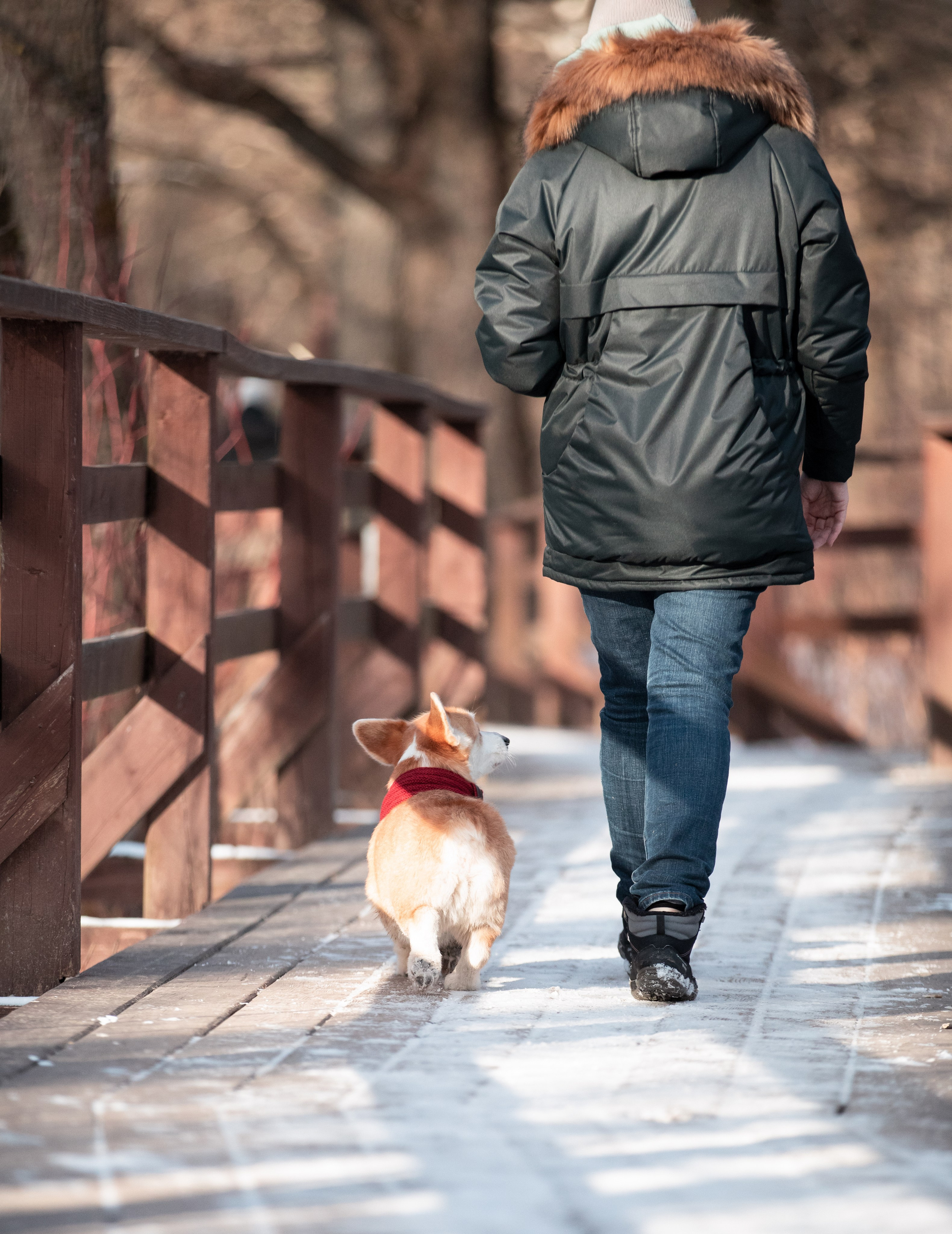 Даша и Дживс. Фотограф-анималист Смирнова Клеопатра|Москва