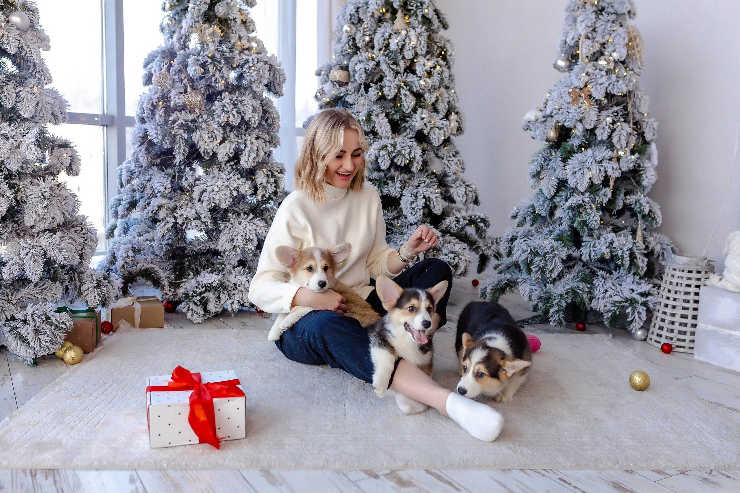 Фотосессия с Щеночками Корги Липецк. Свадебный и семейный фотограф Виолетта в Липецке