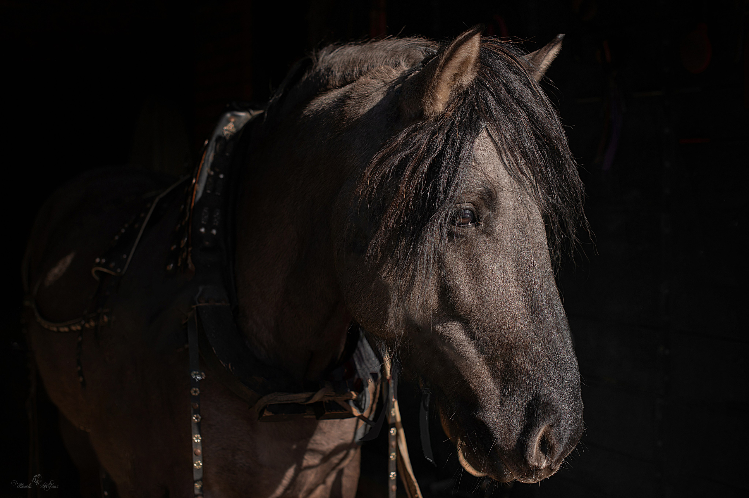 Лошади. Конный фотограф в Саратове Юлия Иванова