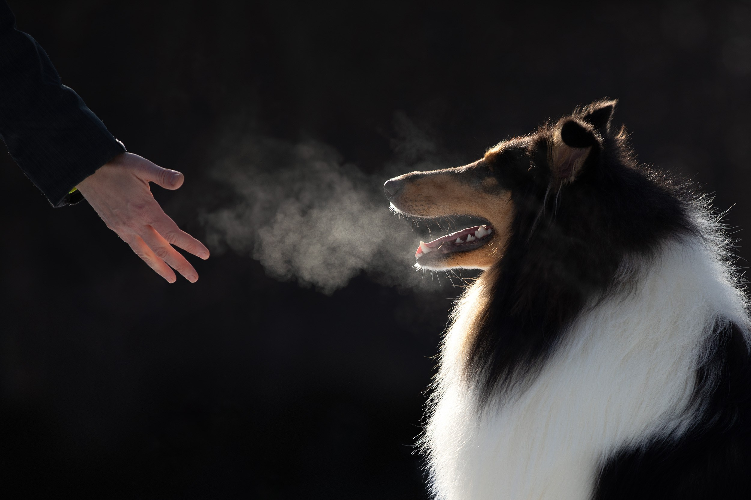 Фотопрогулка с собаками в Царицыно. Фотограф-анималист в Москве и Московской области Татьяна Фролова