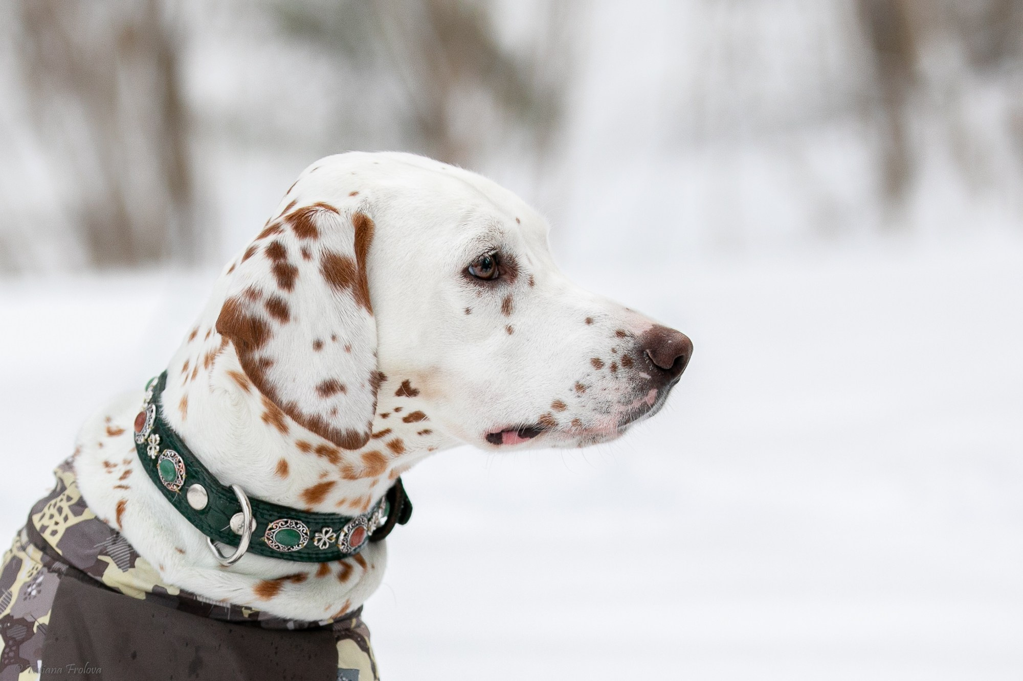 Фотосъемка похода с собаками в Московской области. Фотограф-анималист в Москве и Московской области Татьяна Фролова
