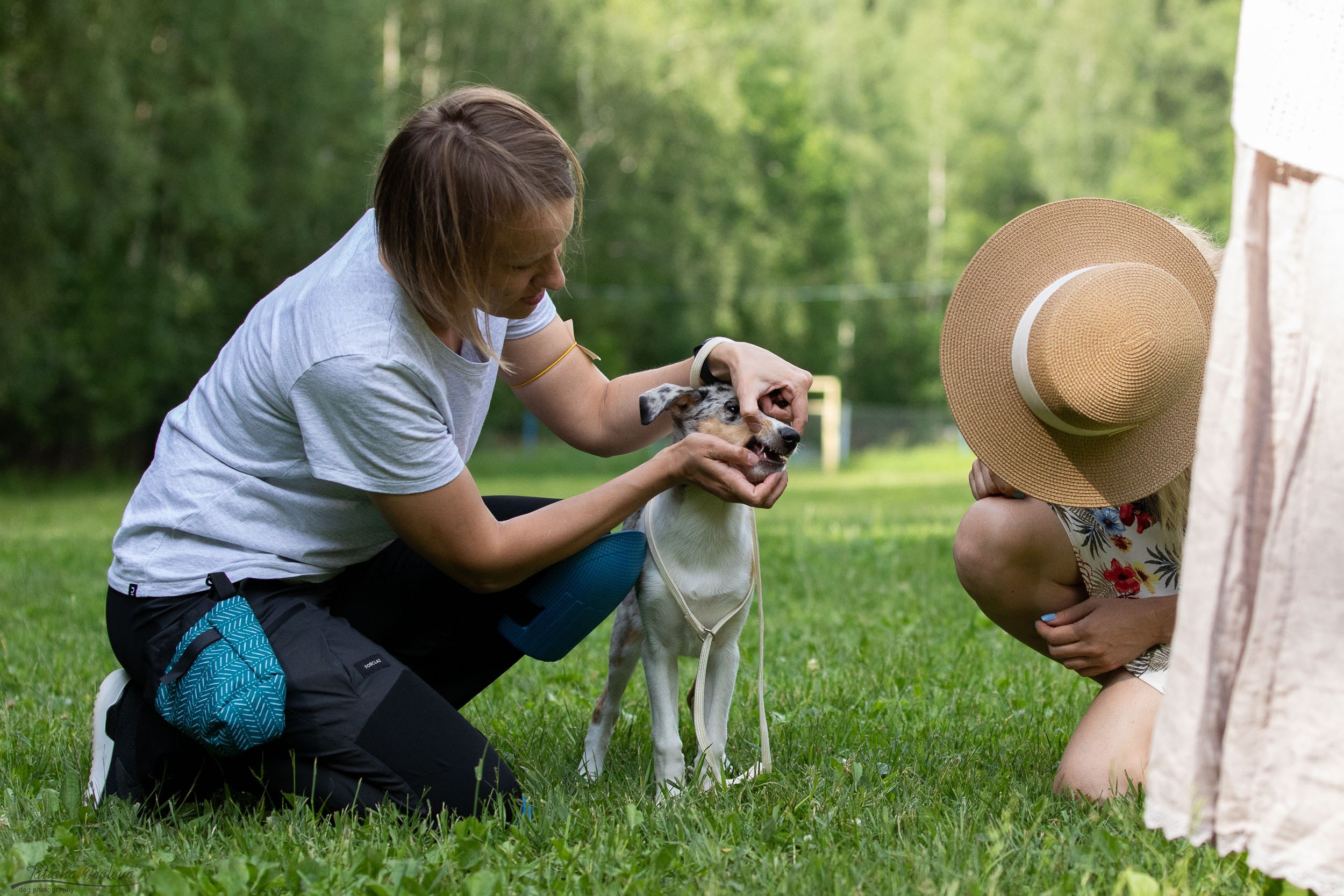 Репортаж с выводки молодняка колли/шелти в Ясенево. Фотограф-анималист в Москве и Московской области Татьяна Фролова