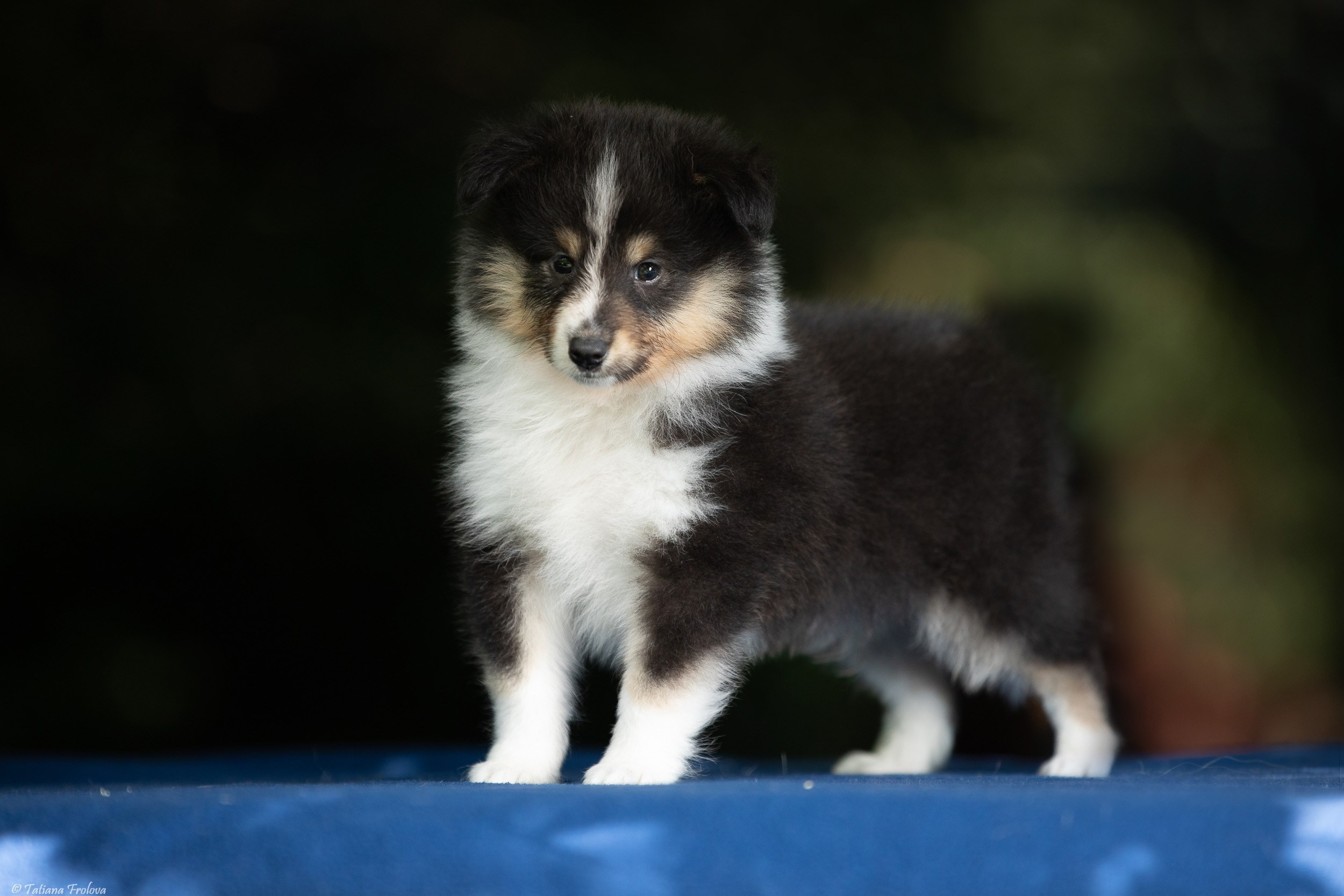 Фото помета щенков для продажи. Фотограф-анималист в Москве и Московской области Татьяна Фролова