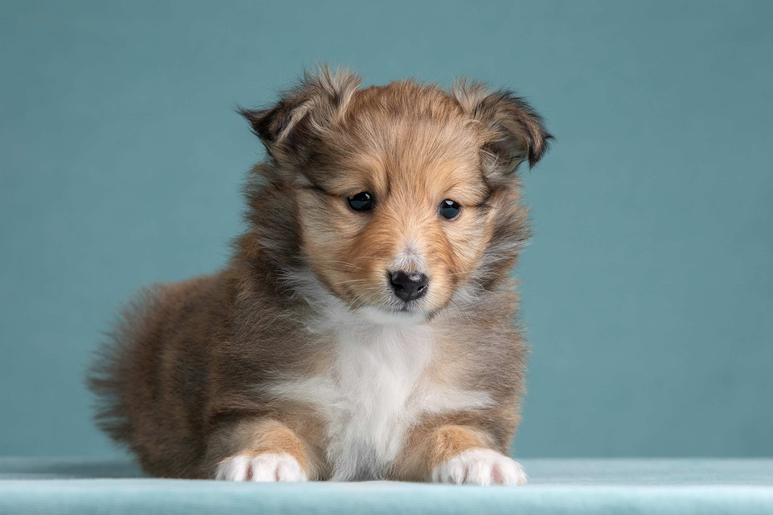 Фото соболиных щенков шелти в возрасте 7 недель на голубом фоне. Фотограф-анималист в Москве и Московской области Татьяна Фролова