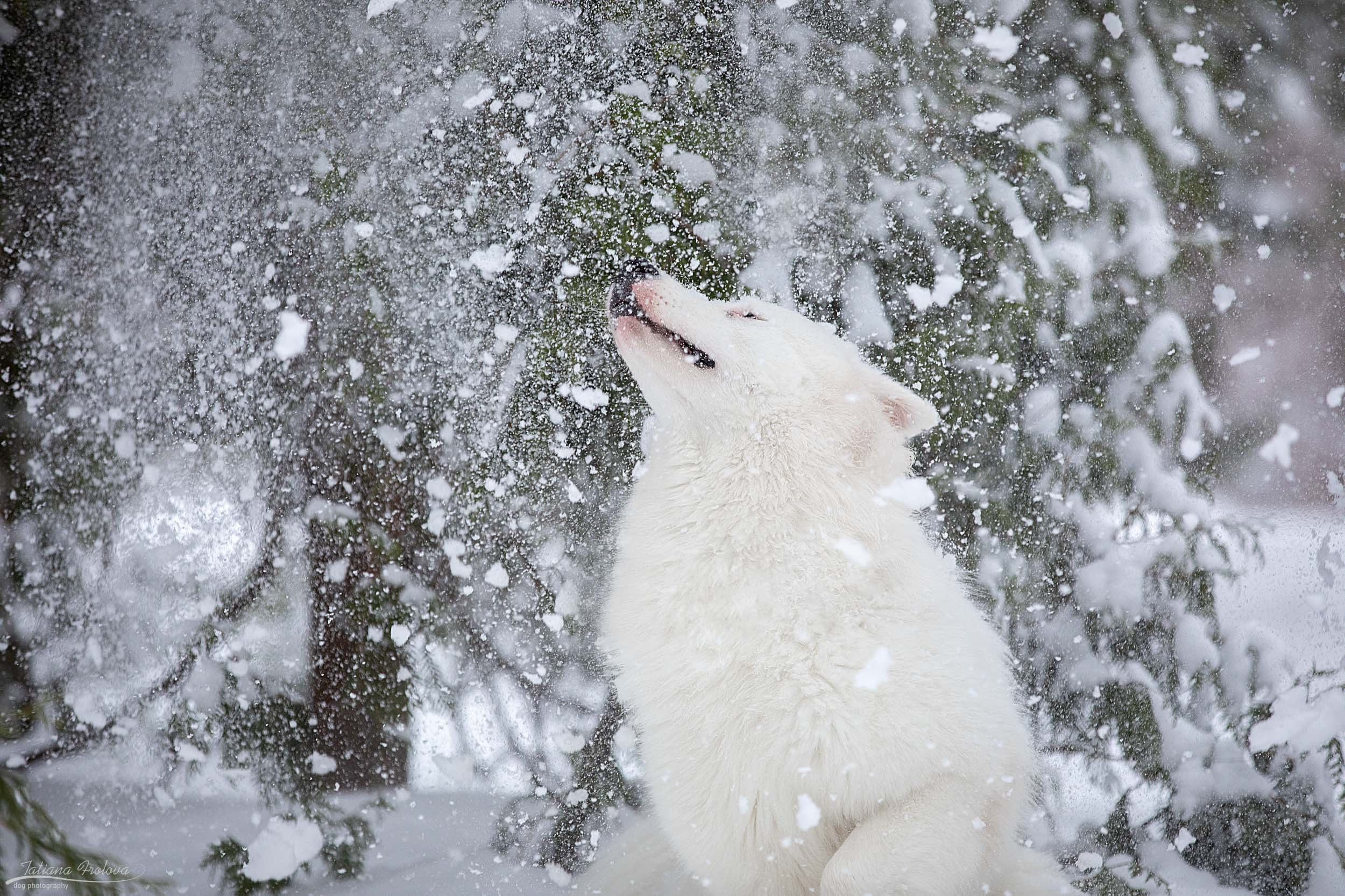 Фотопрогулка в парке Измайлово с якутской лайкой и его хозяйкой. Фотограф-анималист в Москве и Московской области Татьяна Фролова