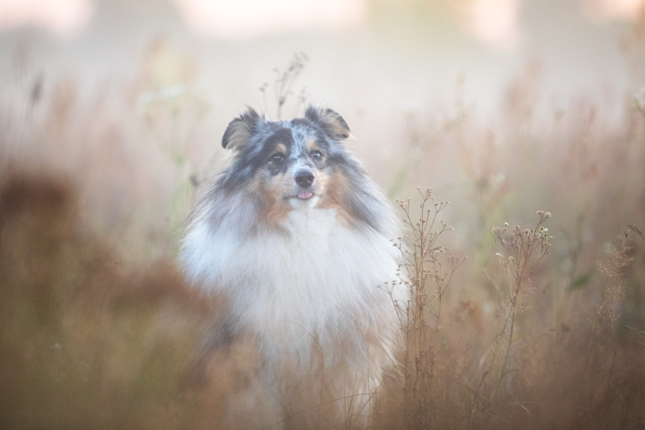 Съемка с шелти на рассвете на песчаном карьере. Фотограф-анималист в Москве и Московской области Татьяна Фролова