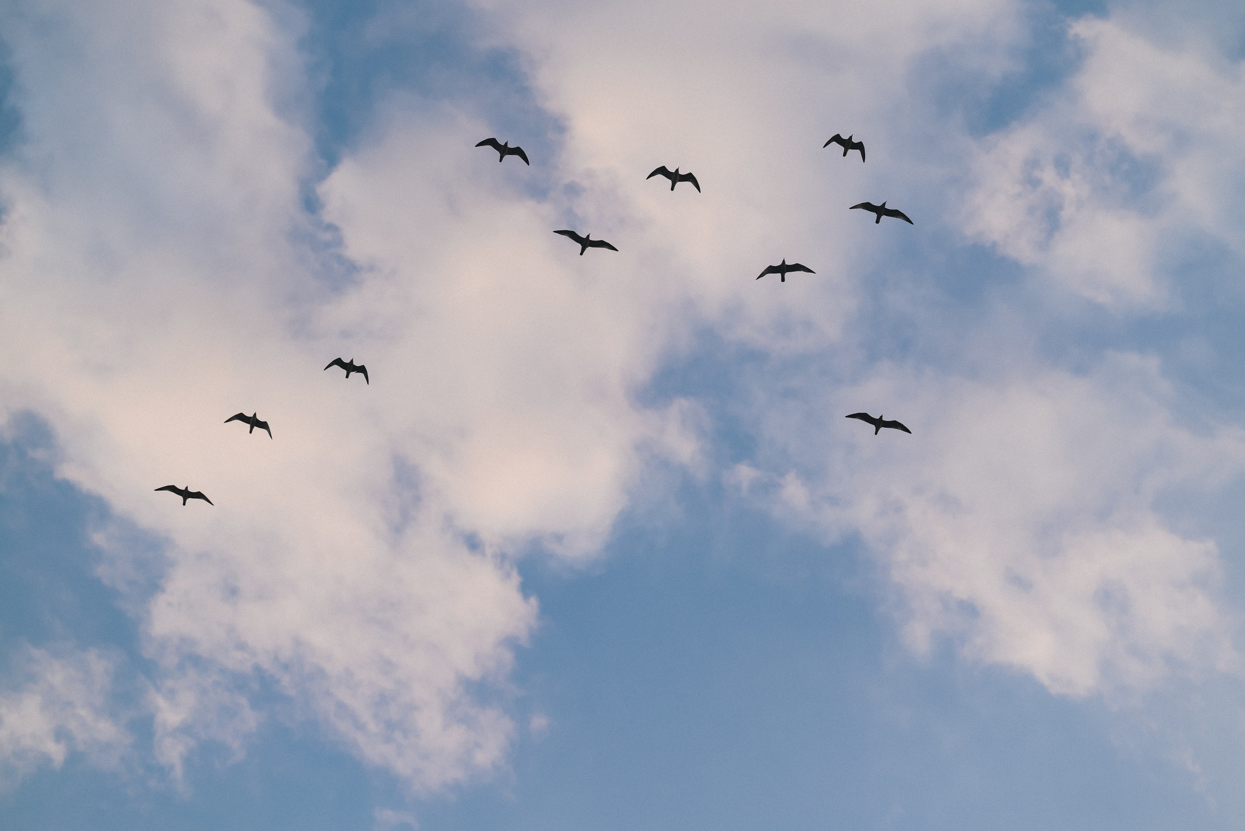 Margo Oleg & Vika. Natalia Finch Photography — Family, Kids & Pet Photographer in Chicago, IL