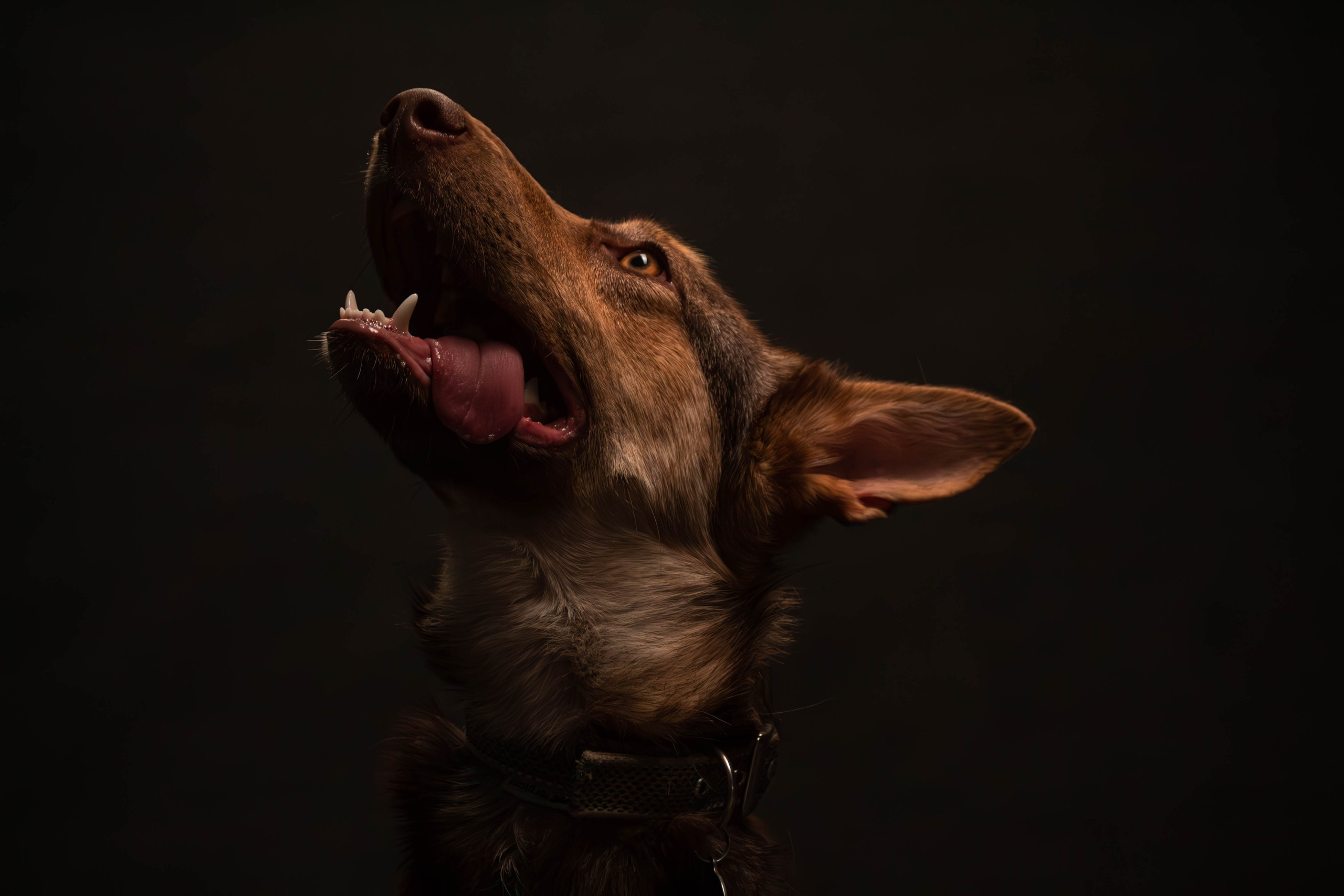 Фотосессия с животными. Фотограф анималист — Тула, Москва