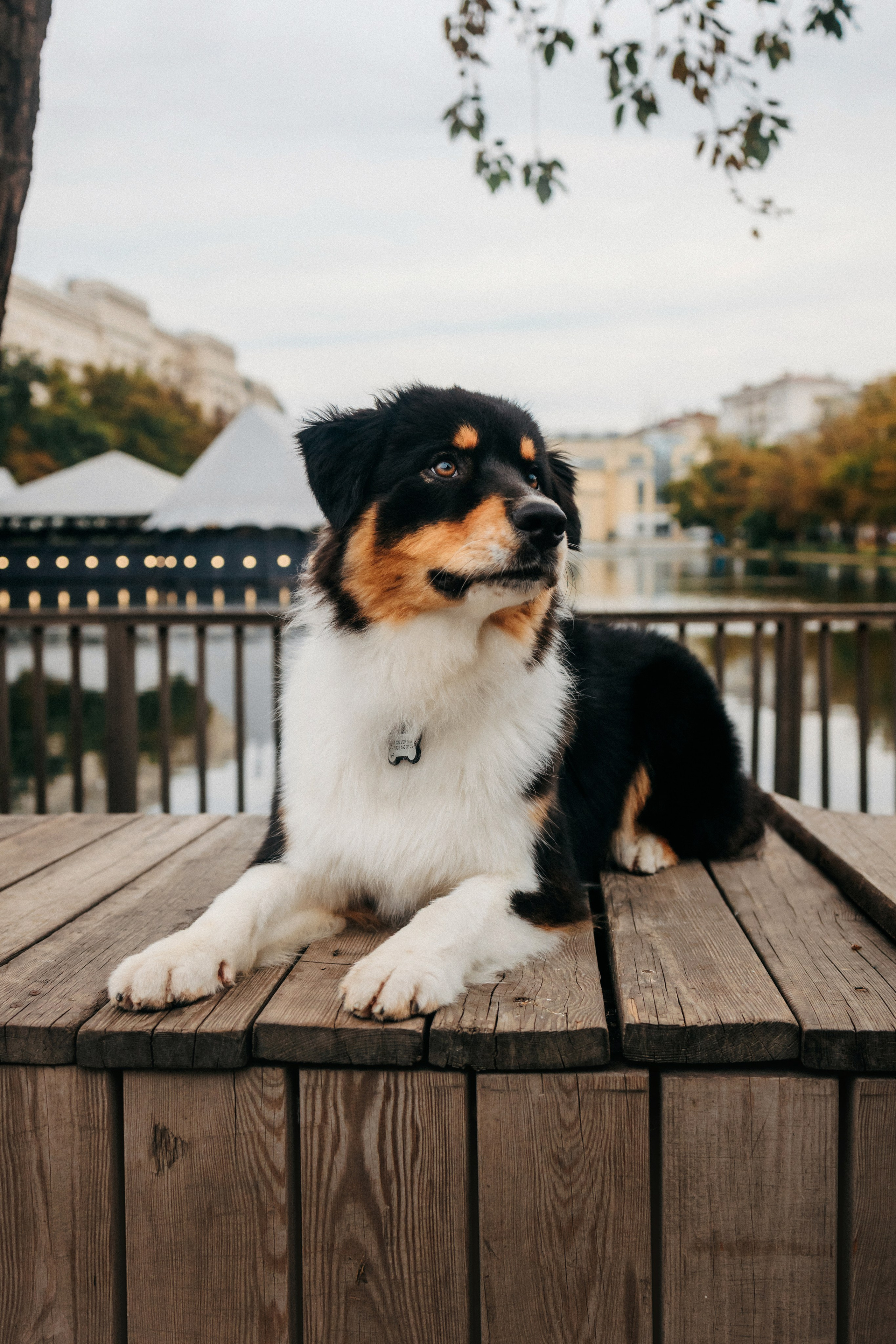 Лена и Рэй. Фотограф-анималист Елена Радченко, Москва