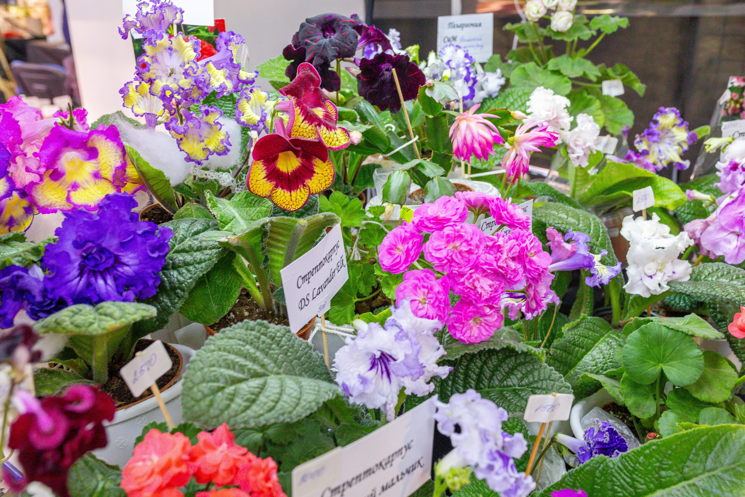 Монстериум 11–12 октября. Александра Куликова фотограф, Москва