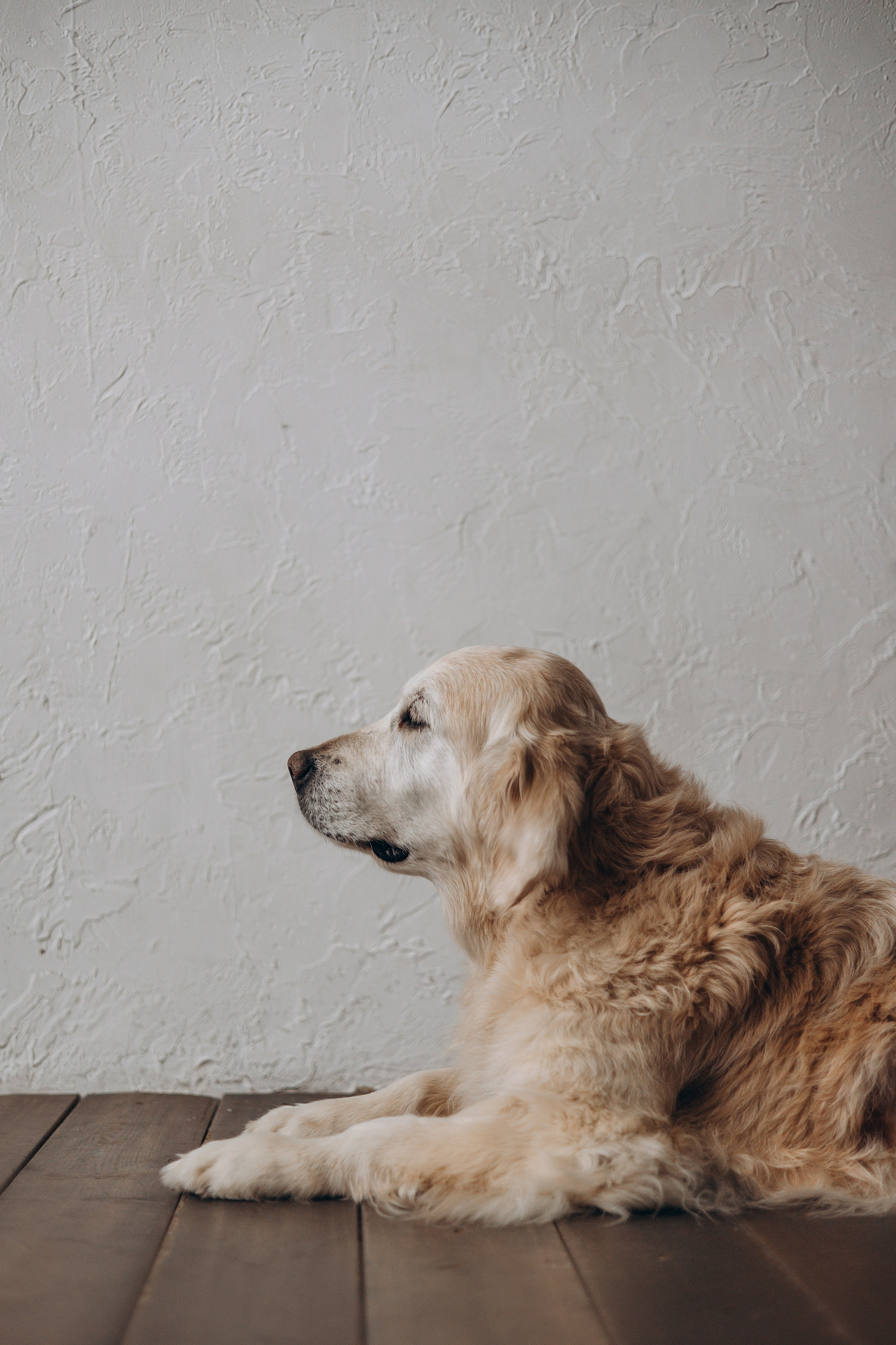 Ирина и Луна. Фотограф — Анималист | Санкт-Петербург