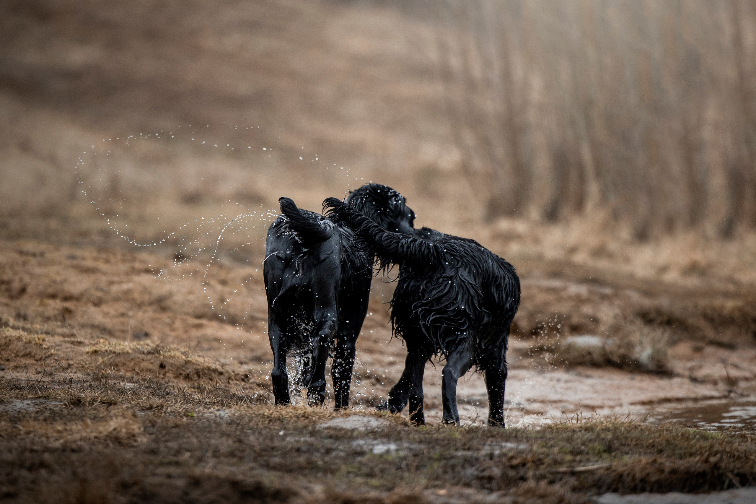 Ора, Ева, Рози и их семья. Фотограф — Анималист | Санкт-Петербург