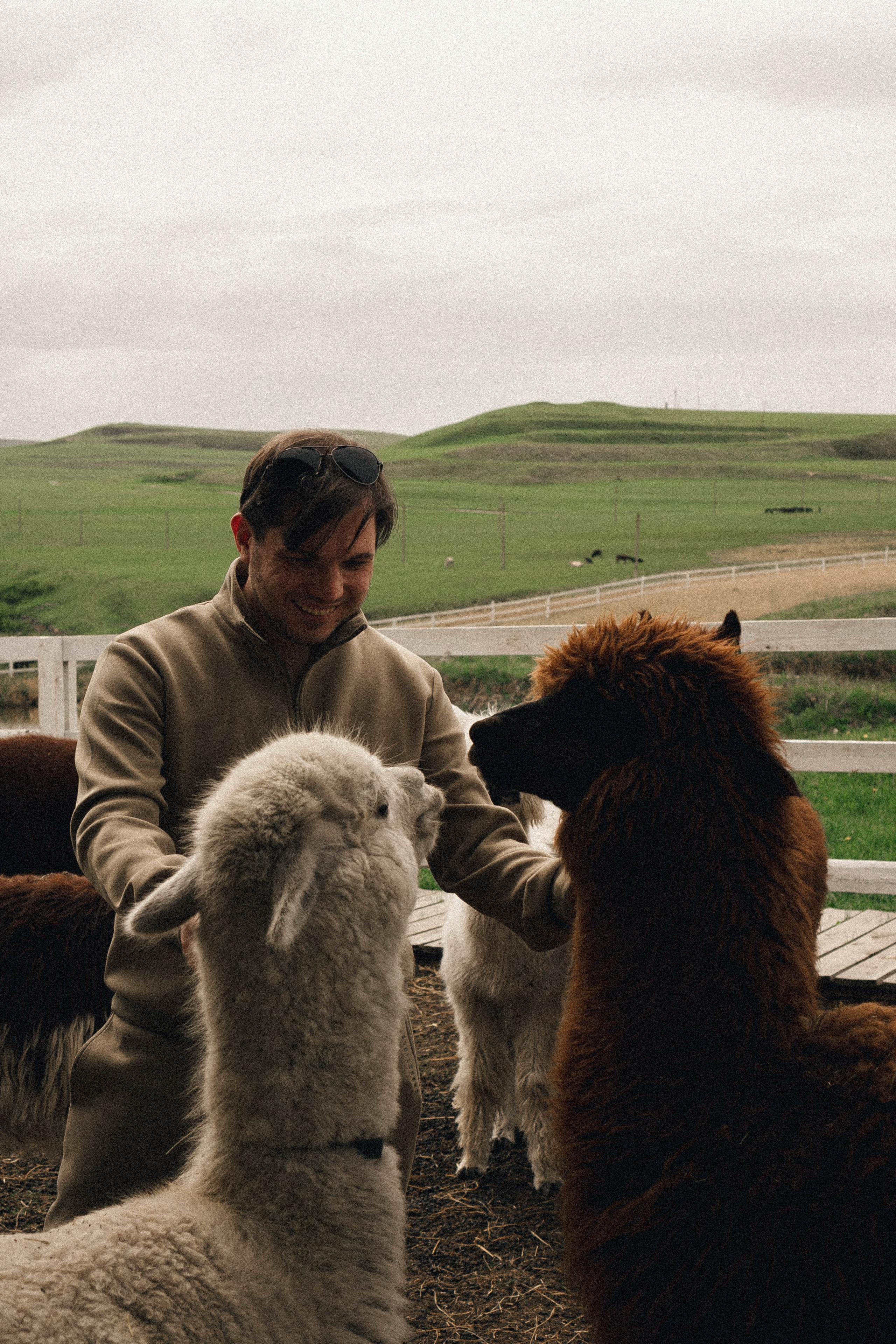 Ферма Альпак. Профессиональный фотограф, Санкт-Петербург — Виктория Богомолова