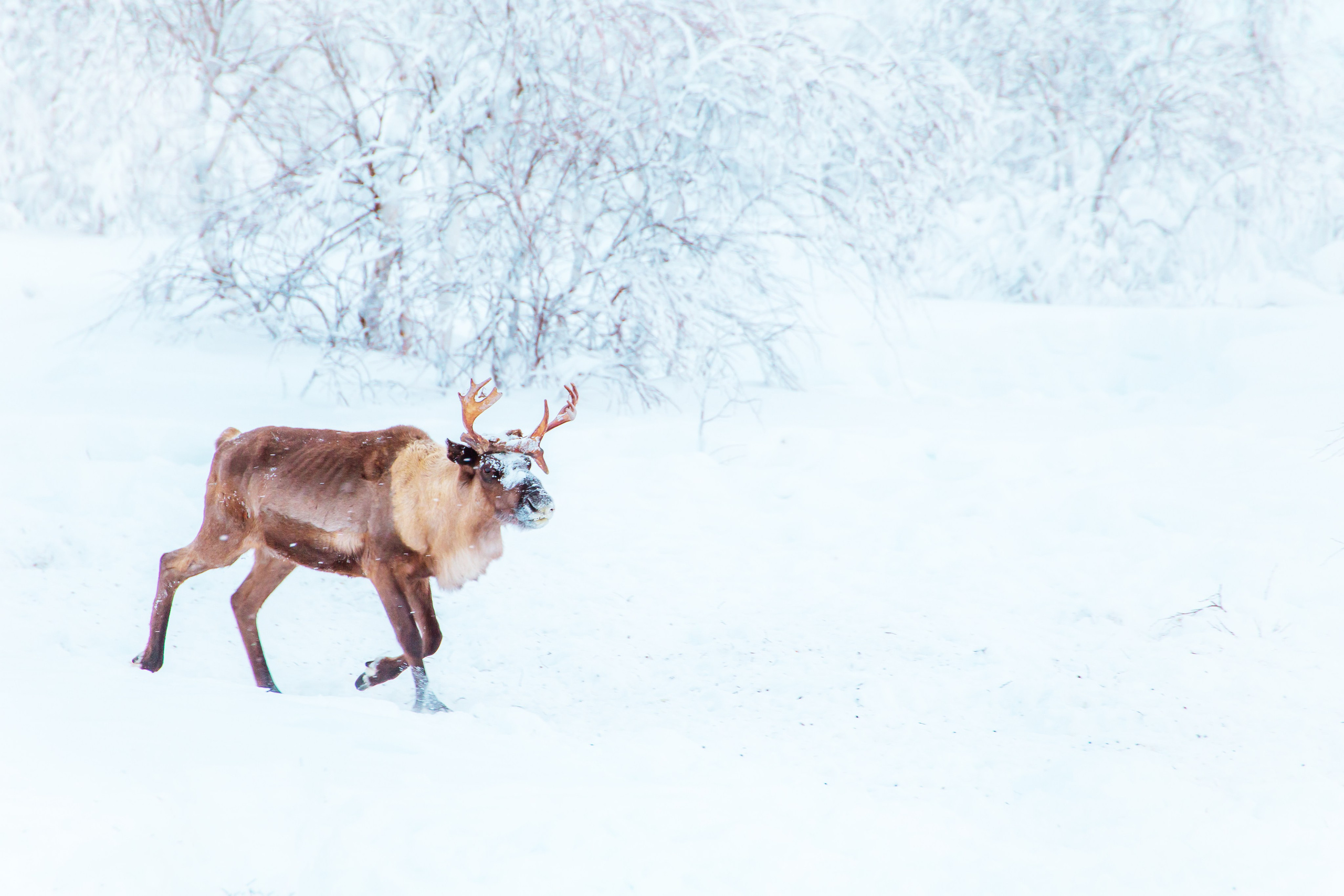 Ненецкий автономный округ. Тревел-фотограф Елизавета Ларионова