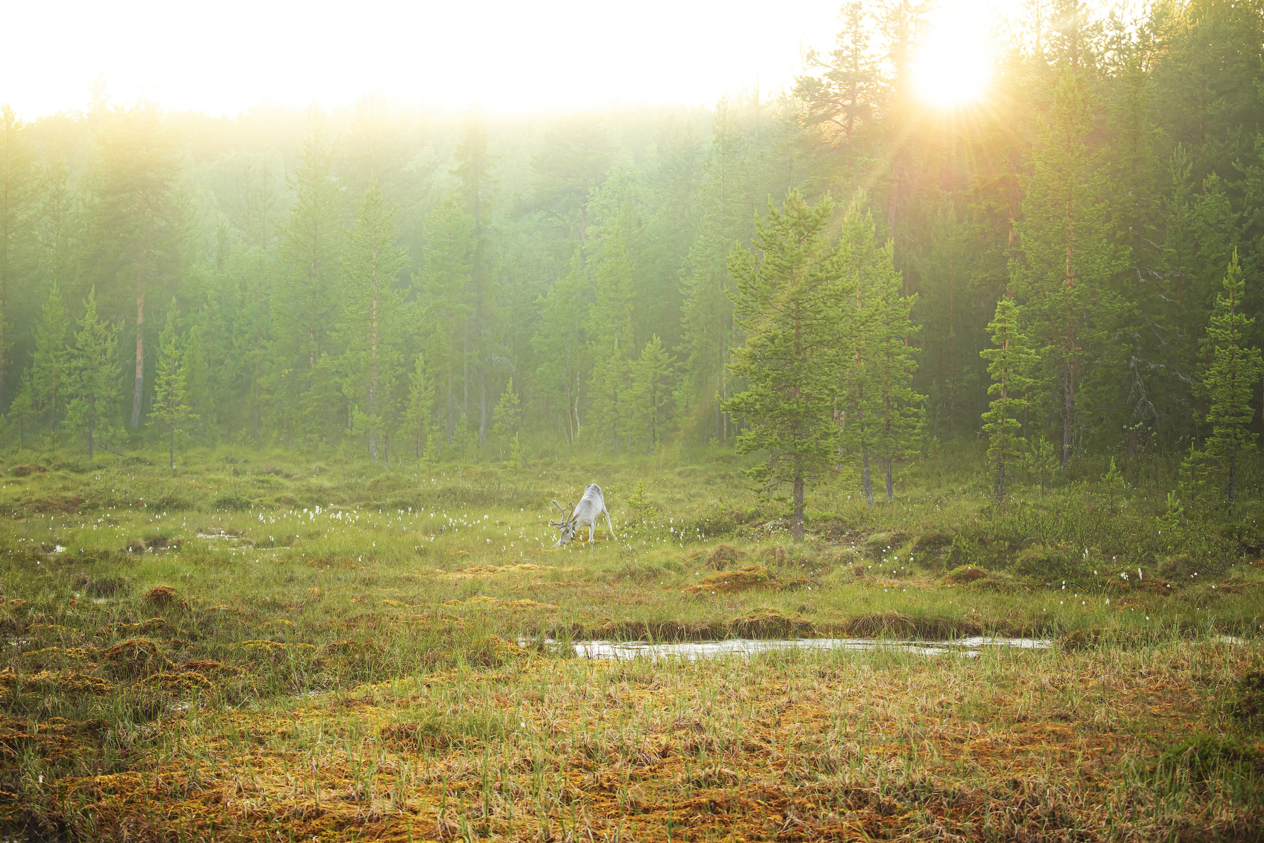 Кольский полуостров. Тревел-фотограф Елизавета Ларионова