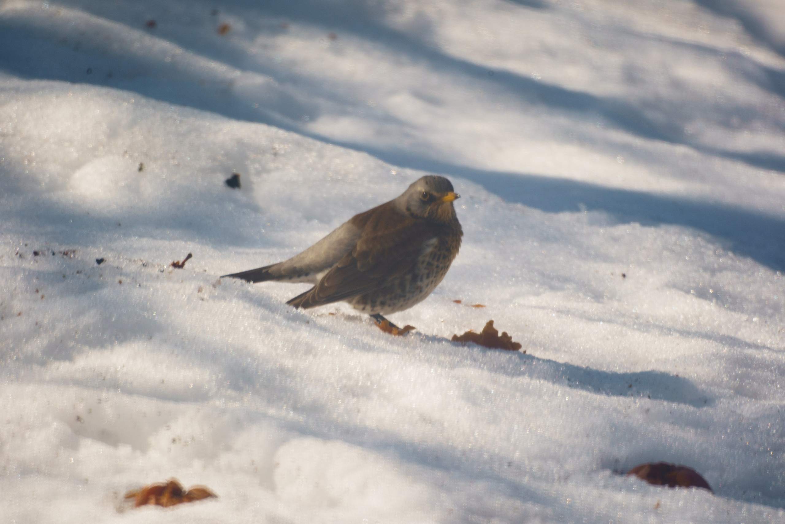 Animals — Животные