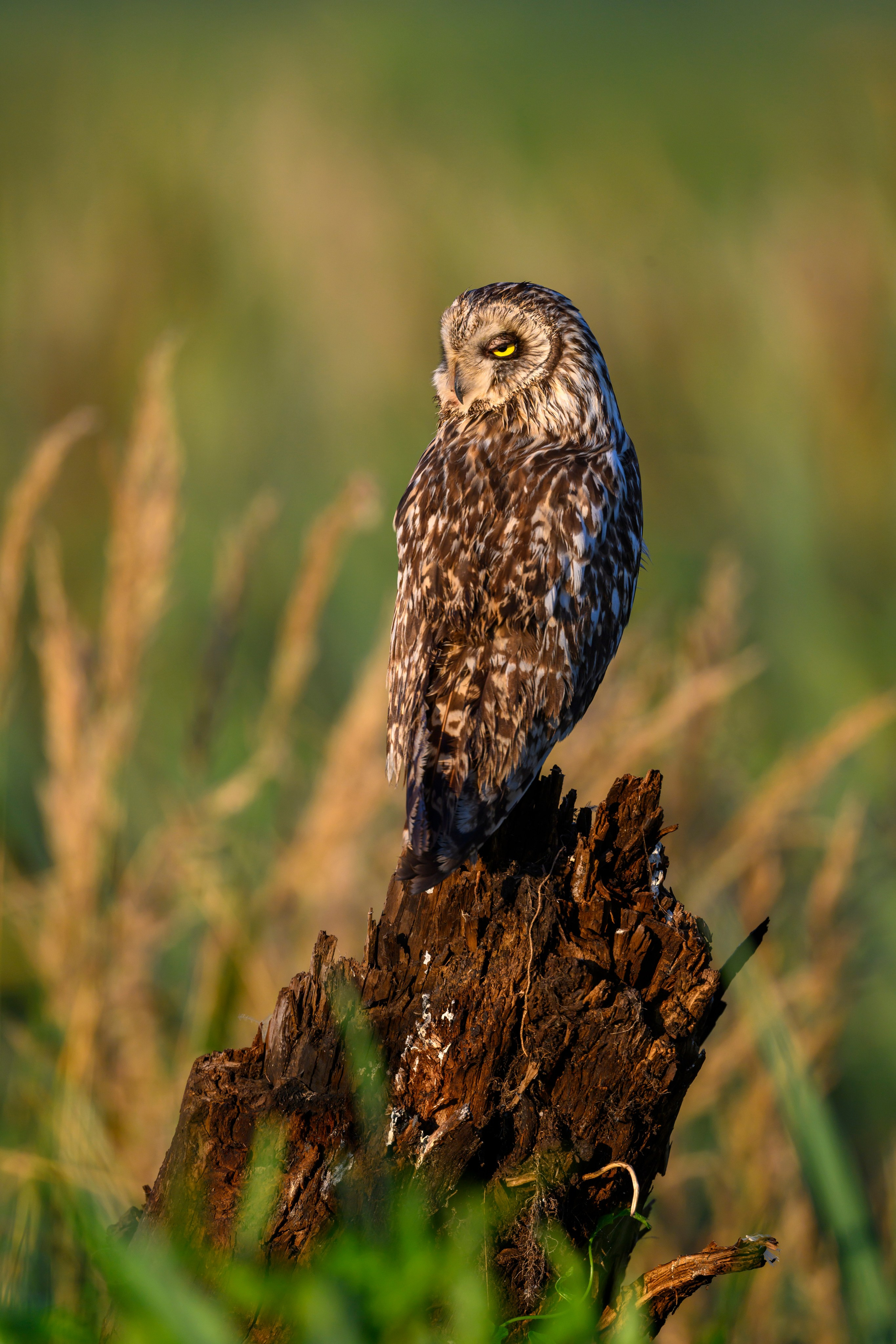 Short eared owl. Wildlife photography by Sergey Puponin