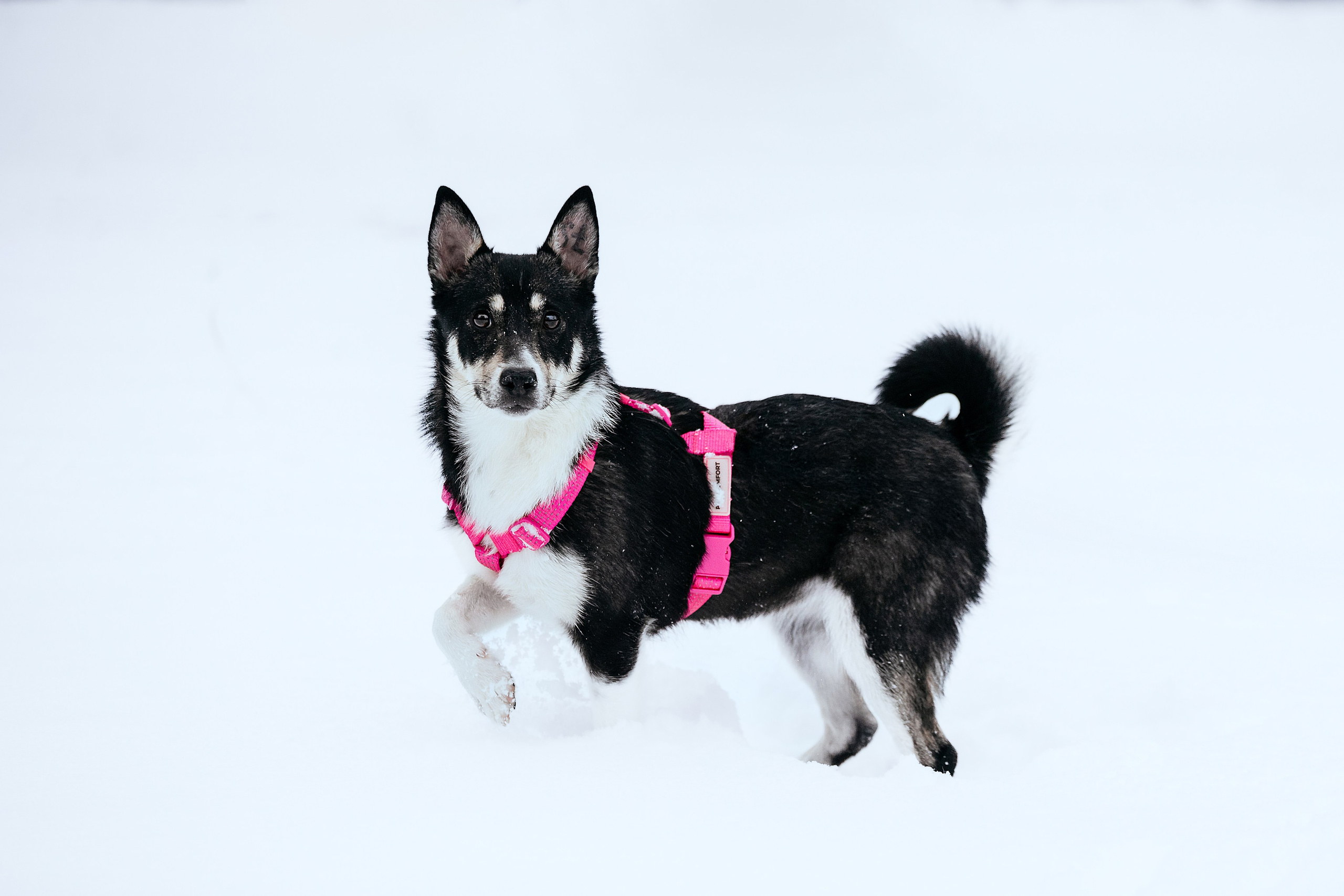 Собаки из приюта Дубовая роща зима. Фотограф-анималист Татьяна Степанова