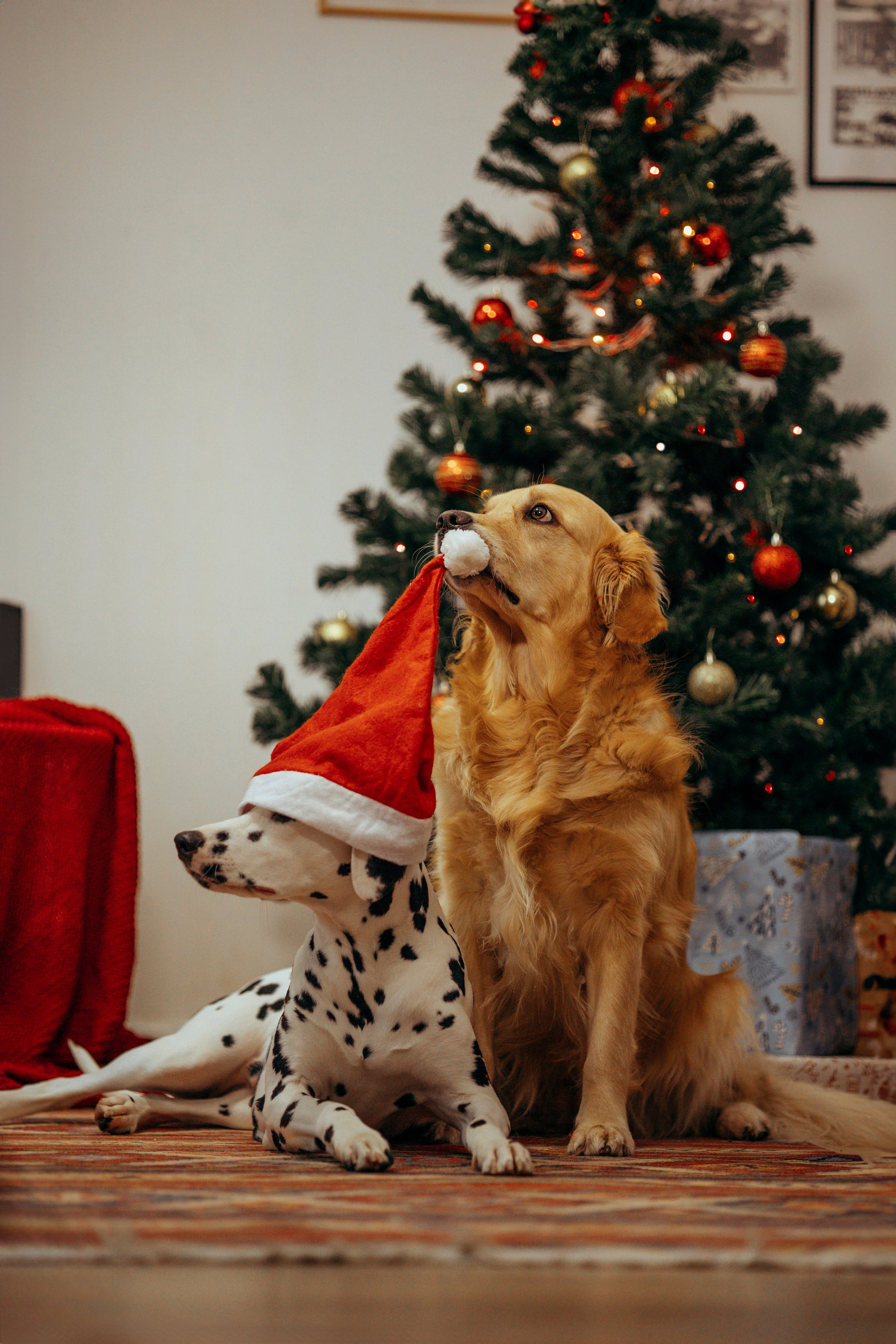 Новогодняя съемка с собакой. Анастасия Белаш