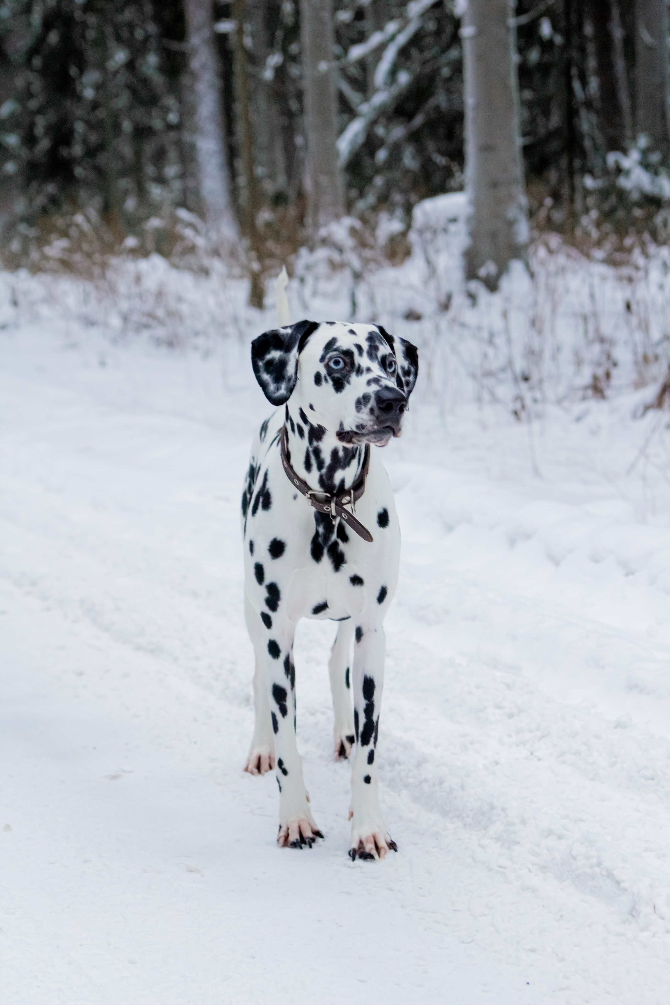 Саша, Дима, Лёня и Шерлок :). Екатерина Пашкова, фотограф, видеограф в Томске