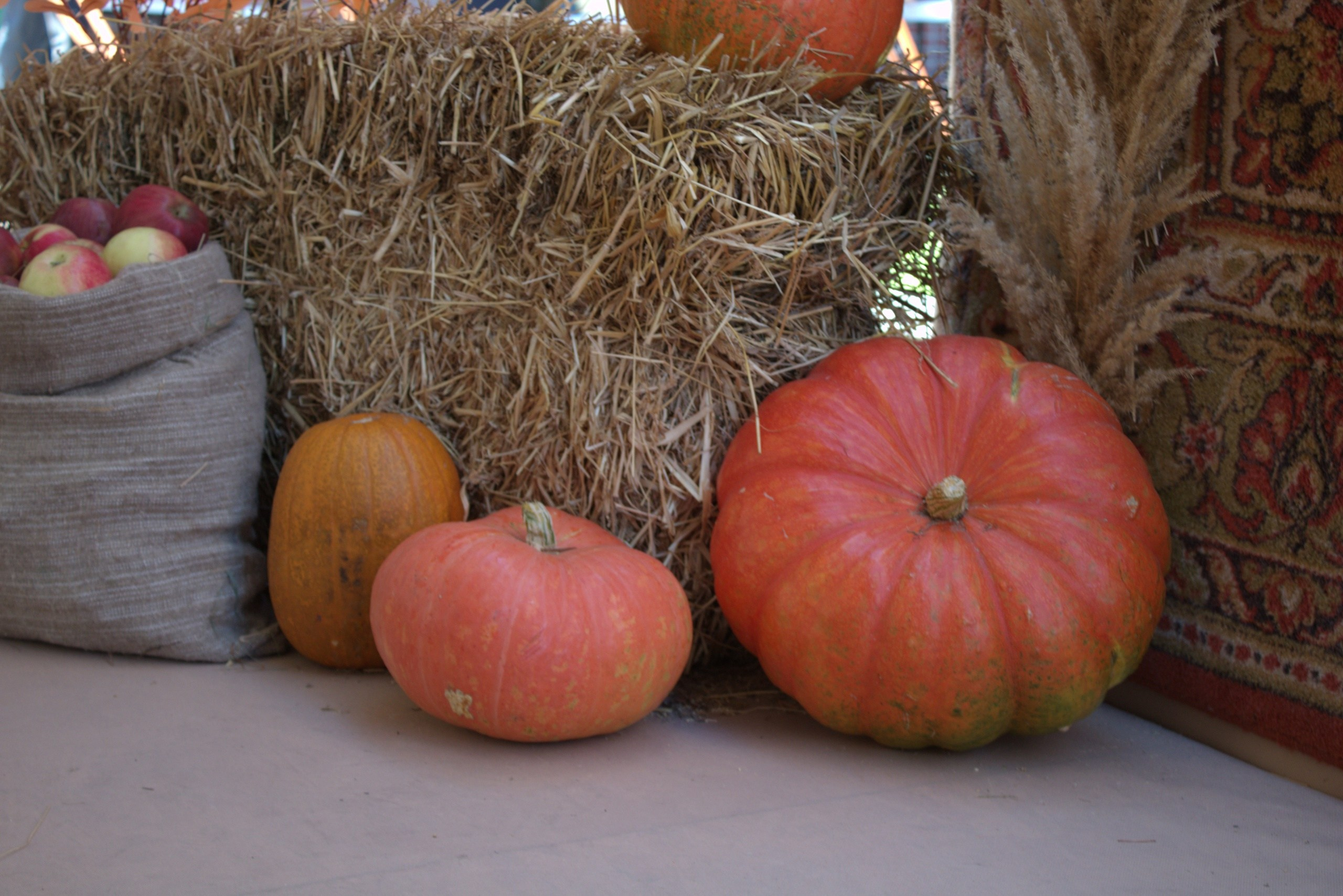 тыква на фоне снопов