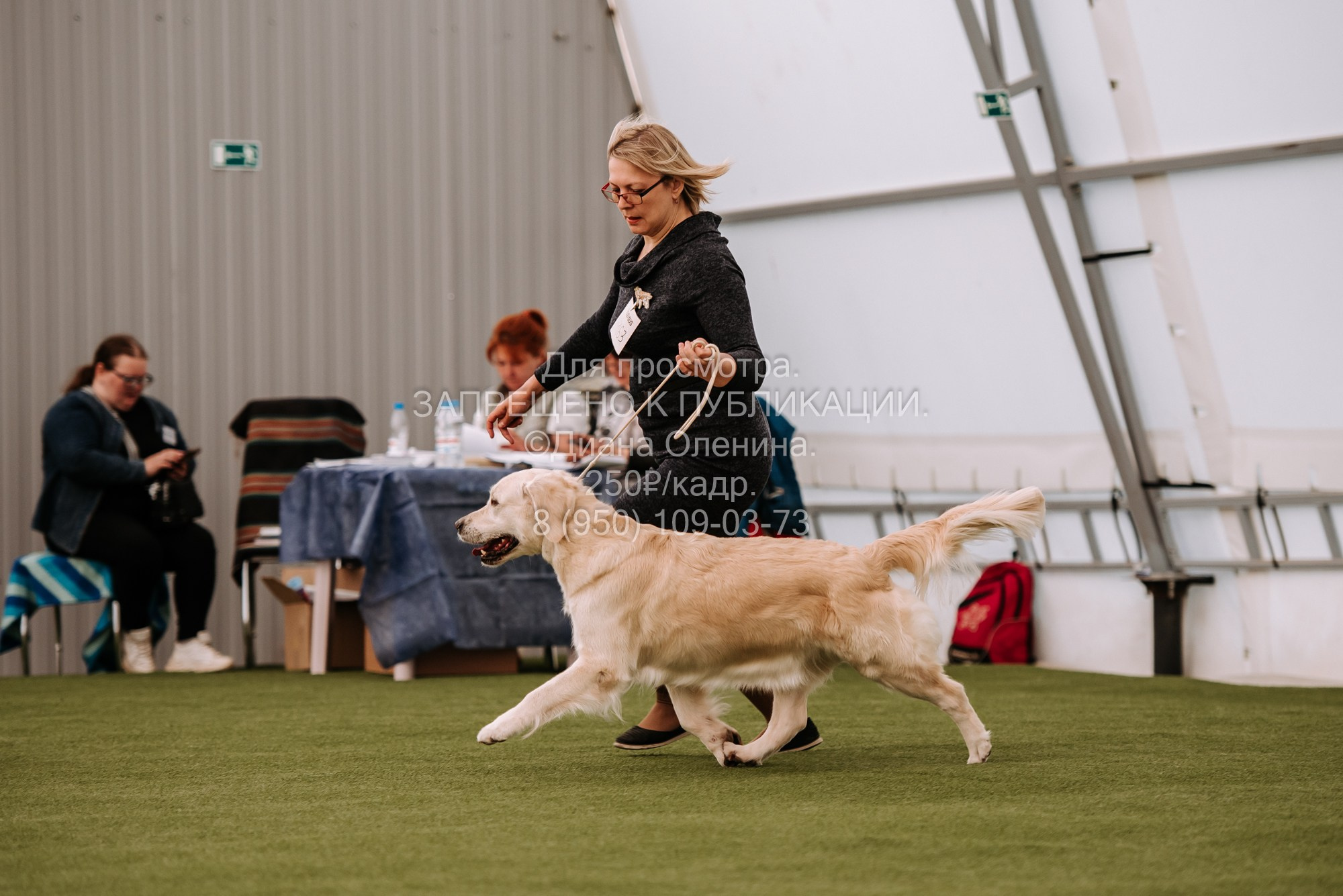 Выставка собак Красноярск 2.06. Фотограф Диана Оленина Красноярск / Братск