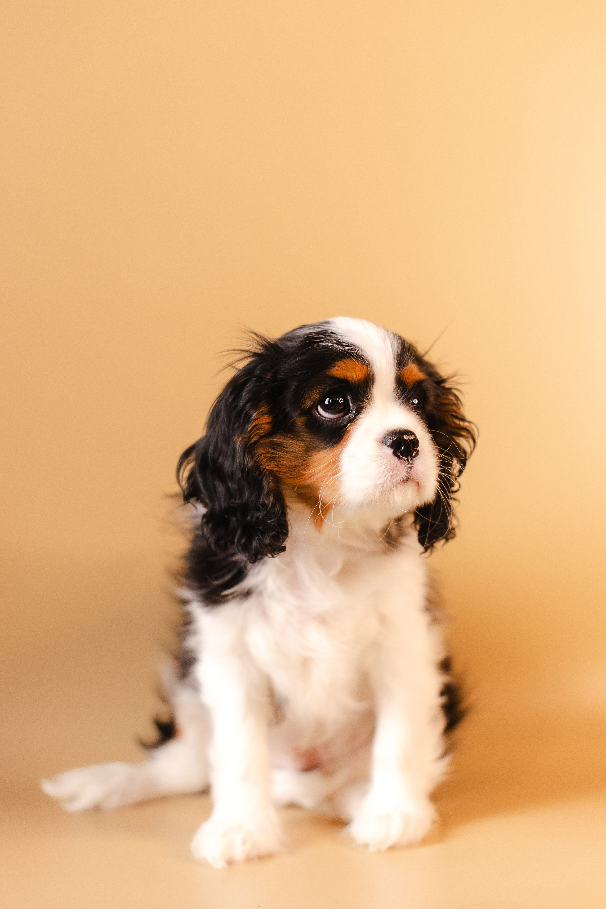 Жанна и кавалеры. Фотограф-анималист Мария Баркевич | Москва