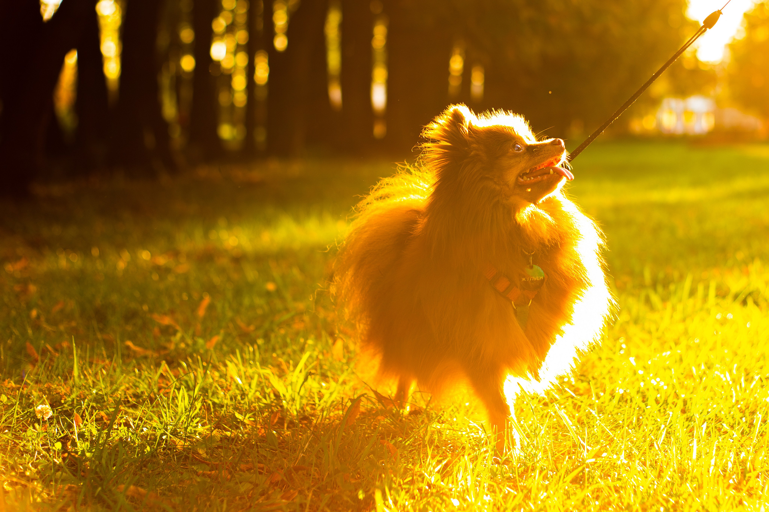 Настя и Жульен. Фотограф-анималист Мария Баркевич | Москва