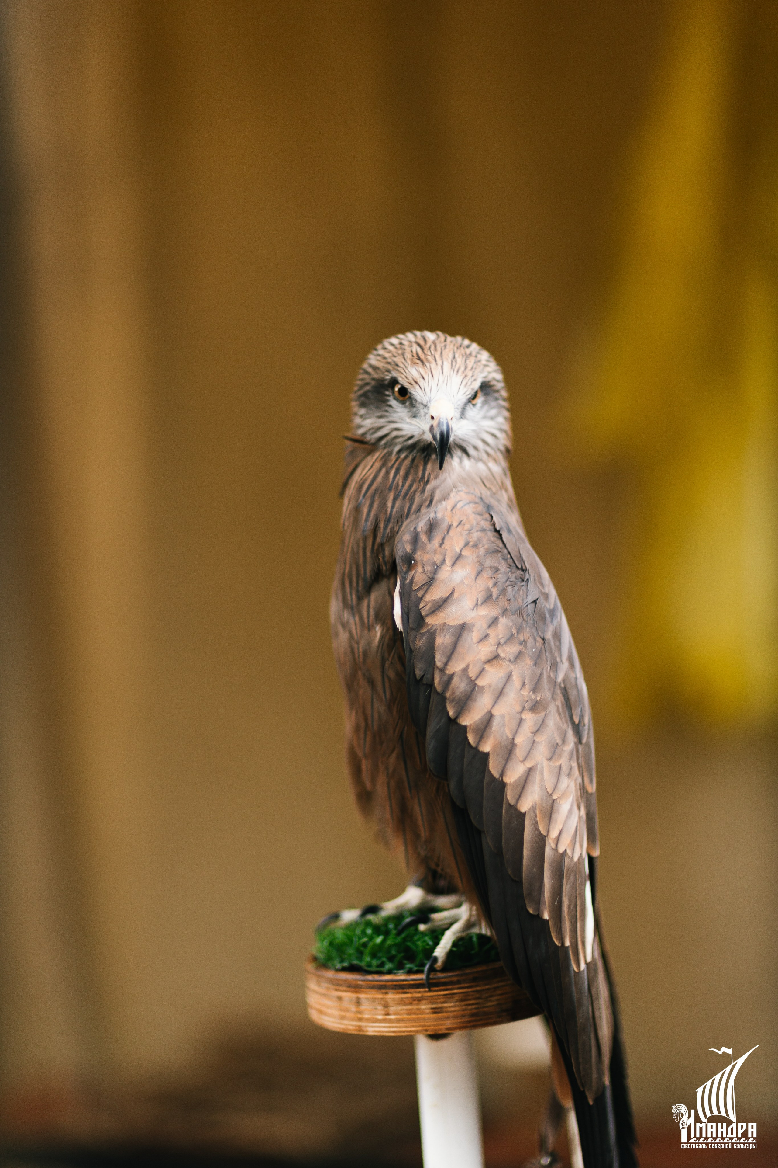 Imandra 2025. Репортажный фотограф в Мурманской области