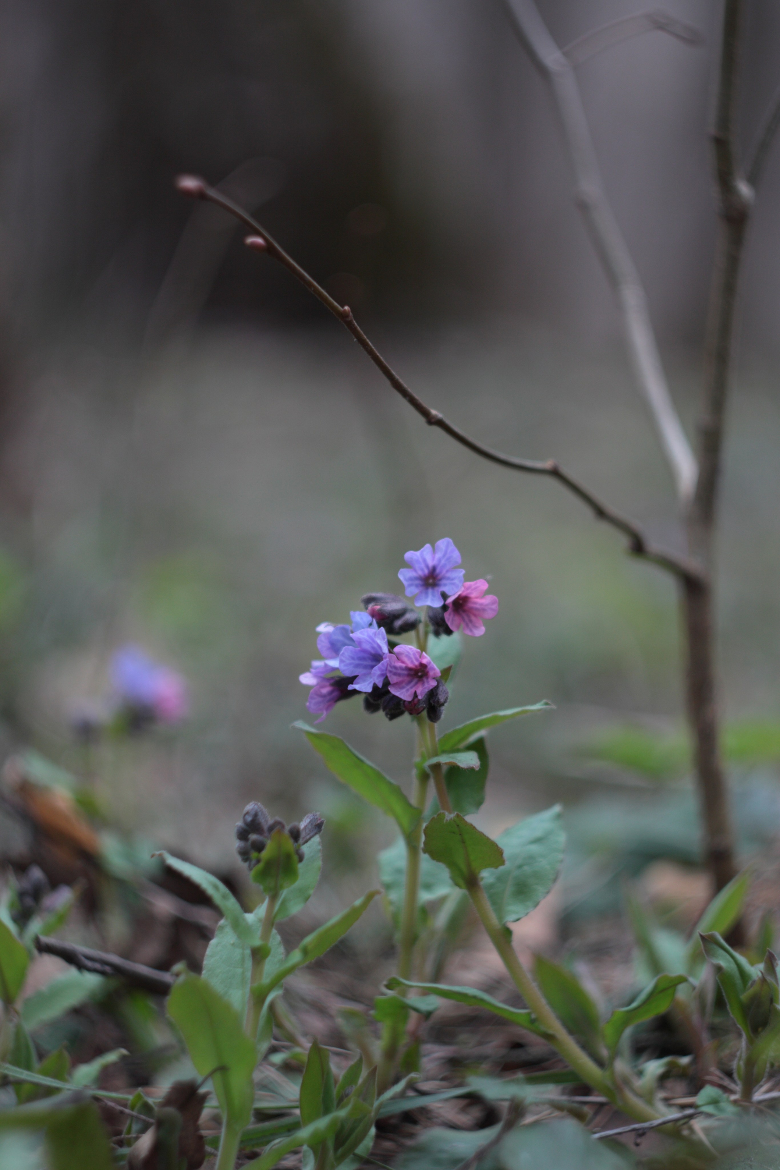 Старое природное, отбирала Katamount (Катерина Горохова). Главная