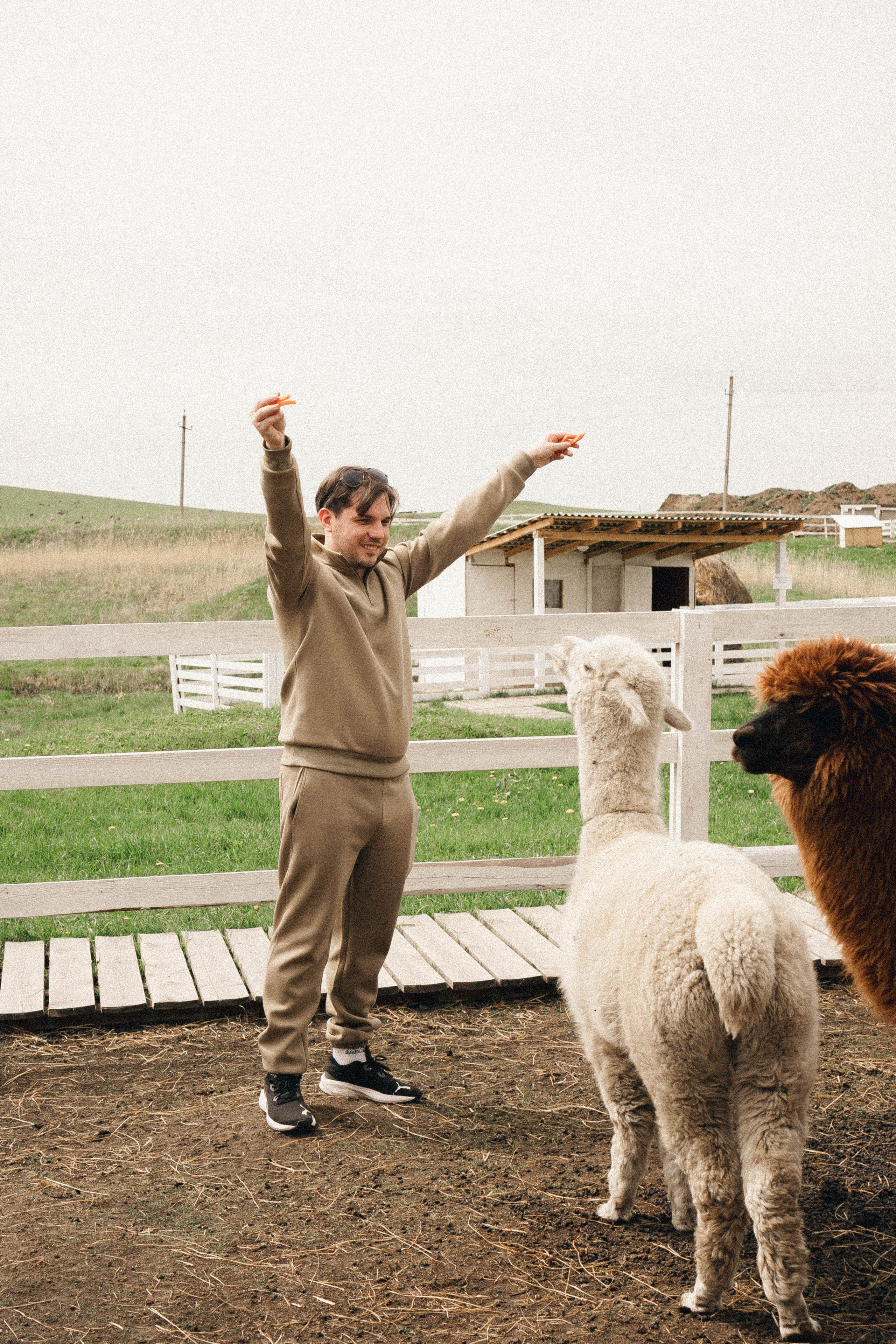Ферма Альпак. Профессиональный фотограф, Санкт-Петербург — Виктория Богомолова