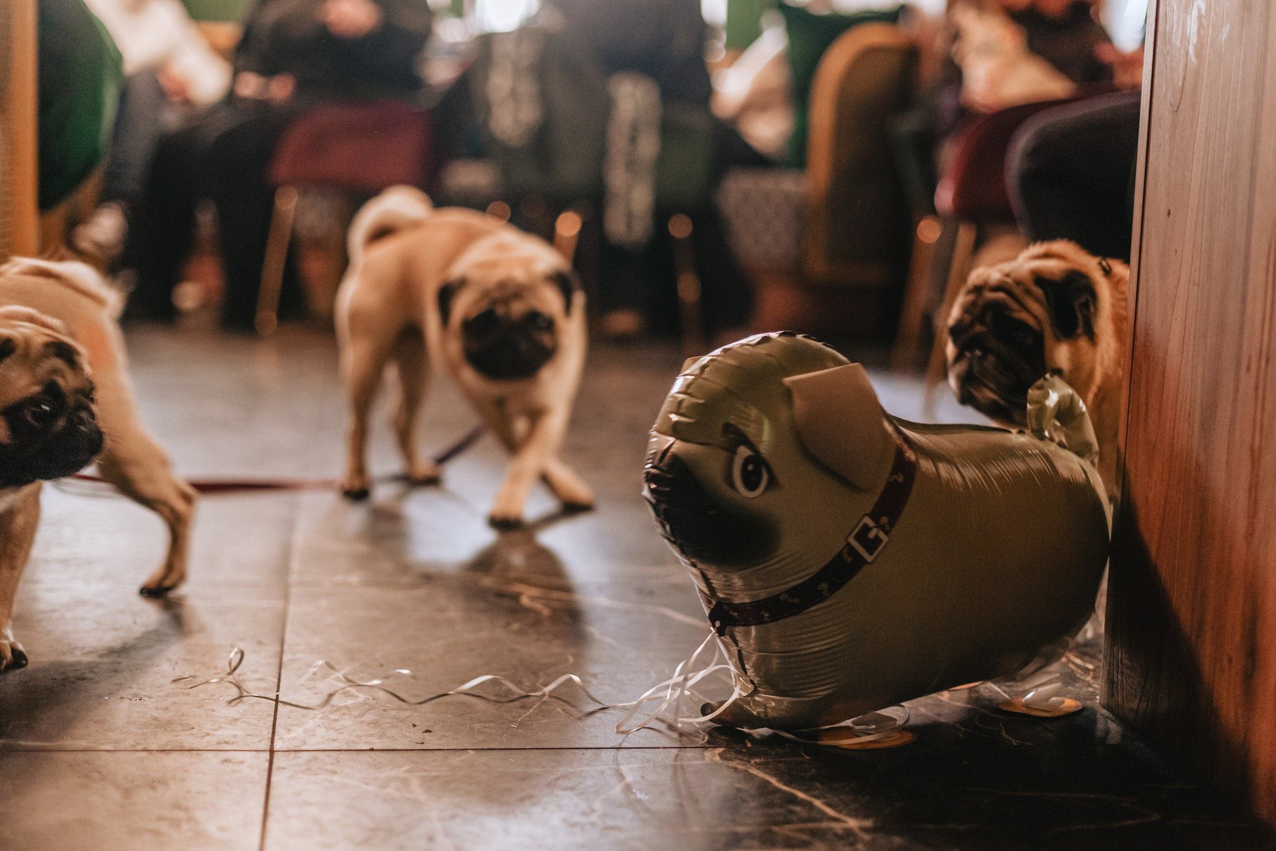 Мопсовстреча 02.12.2023. Фотограф-анималист Татьяна Степанова