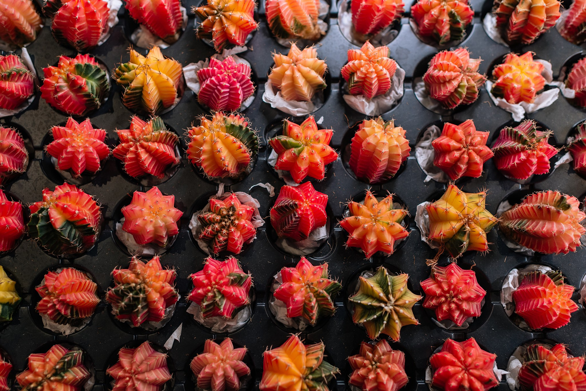 Ирина Шестакова. Редкие кактусы. Репортажный фотограф в Санкт-Петербурге Анастасия Клёпова