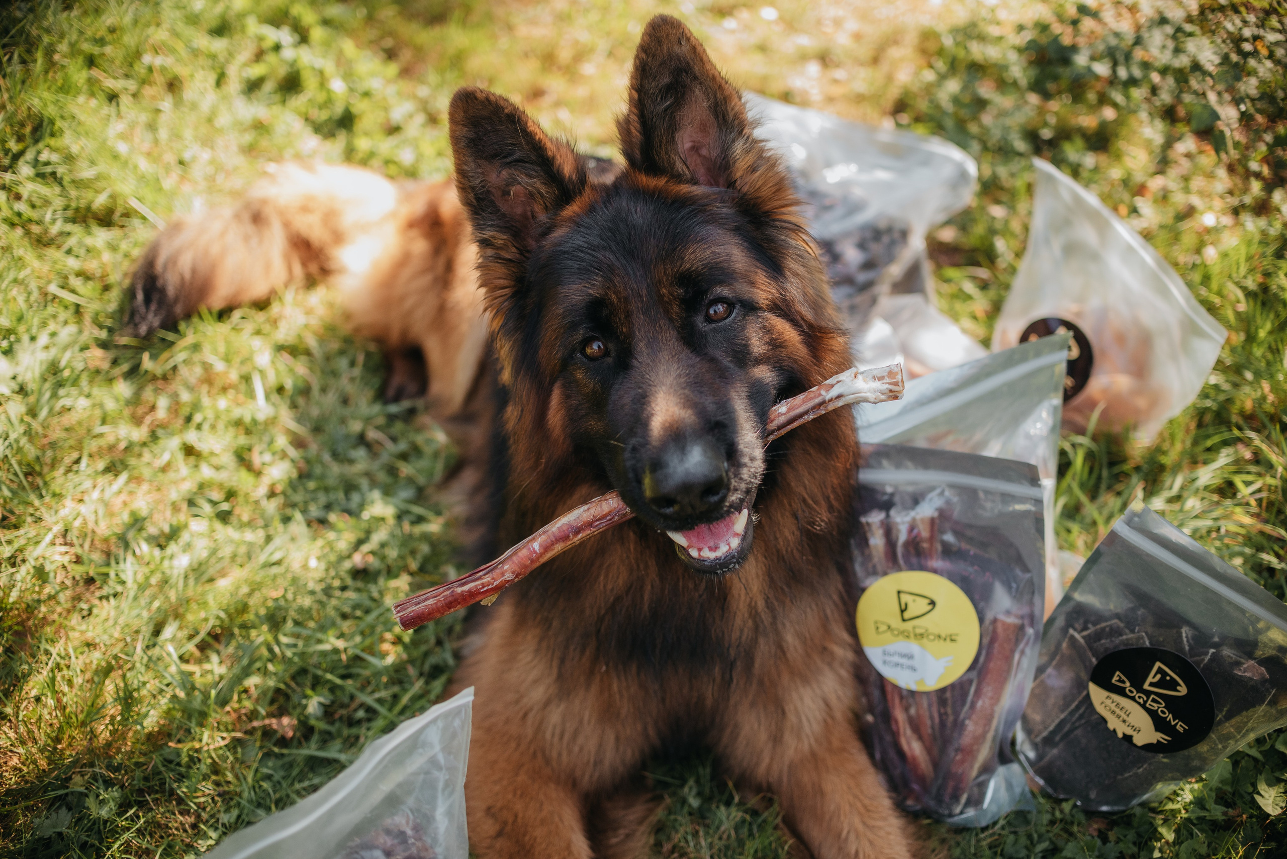 Dog Bone контент. Фотограф-анималист Валерия, Москва, Мытищи