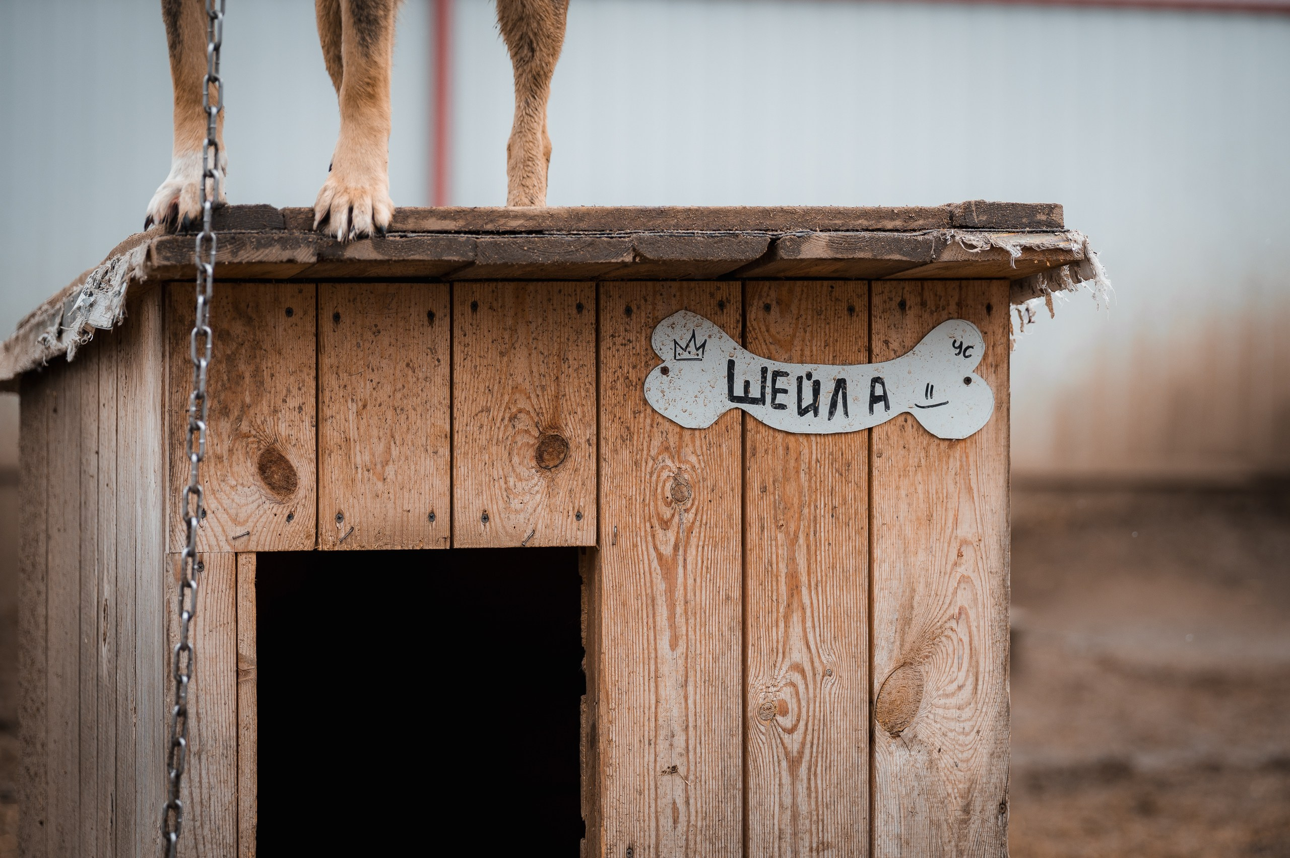 Шейла. Улыбка собаки — спасение и пристройство бездомных собак