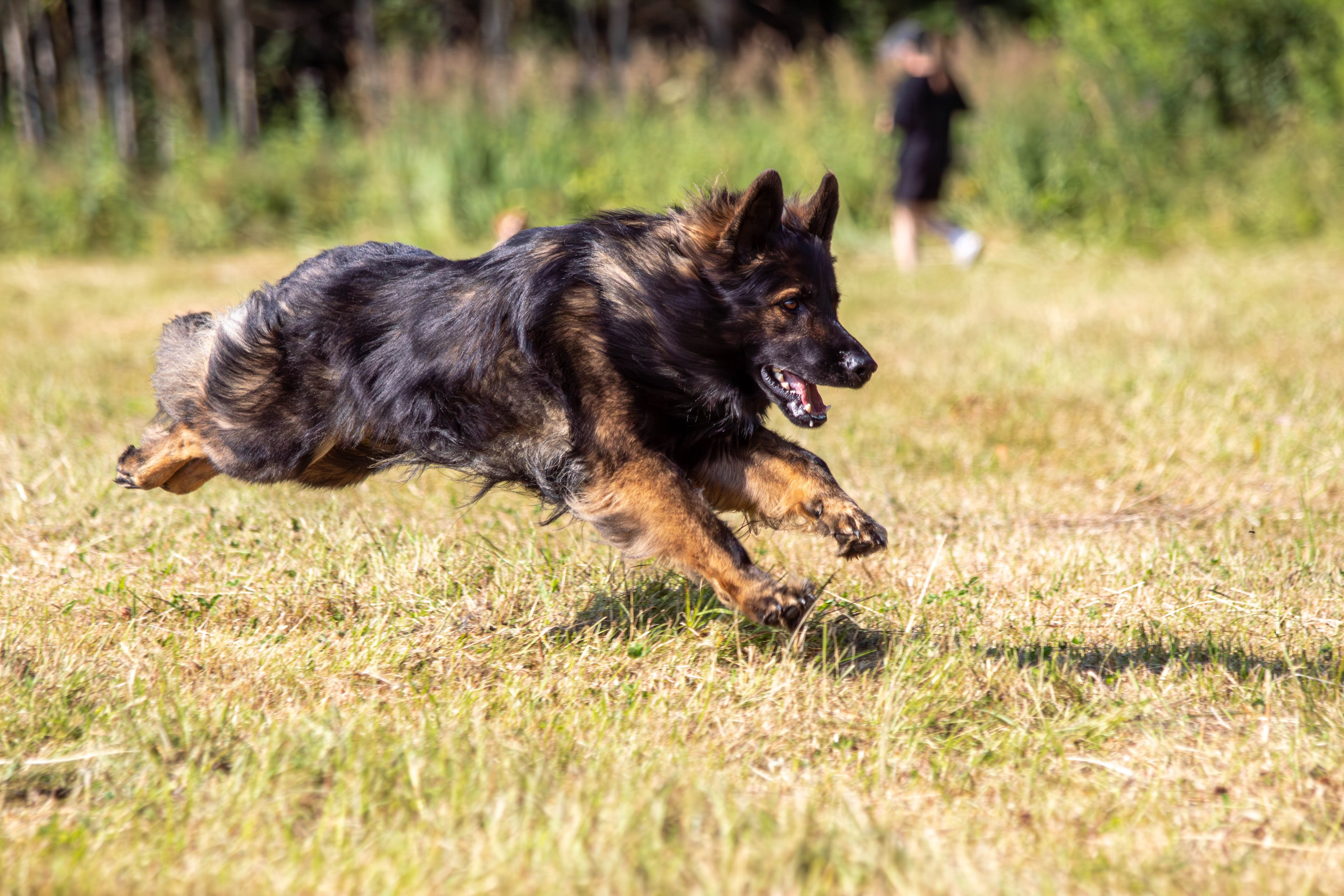 Курсинг. Фотограф анималист — Тула, Москва