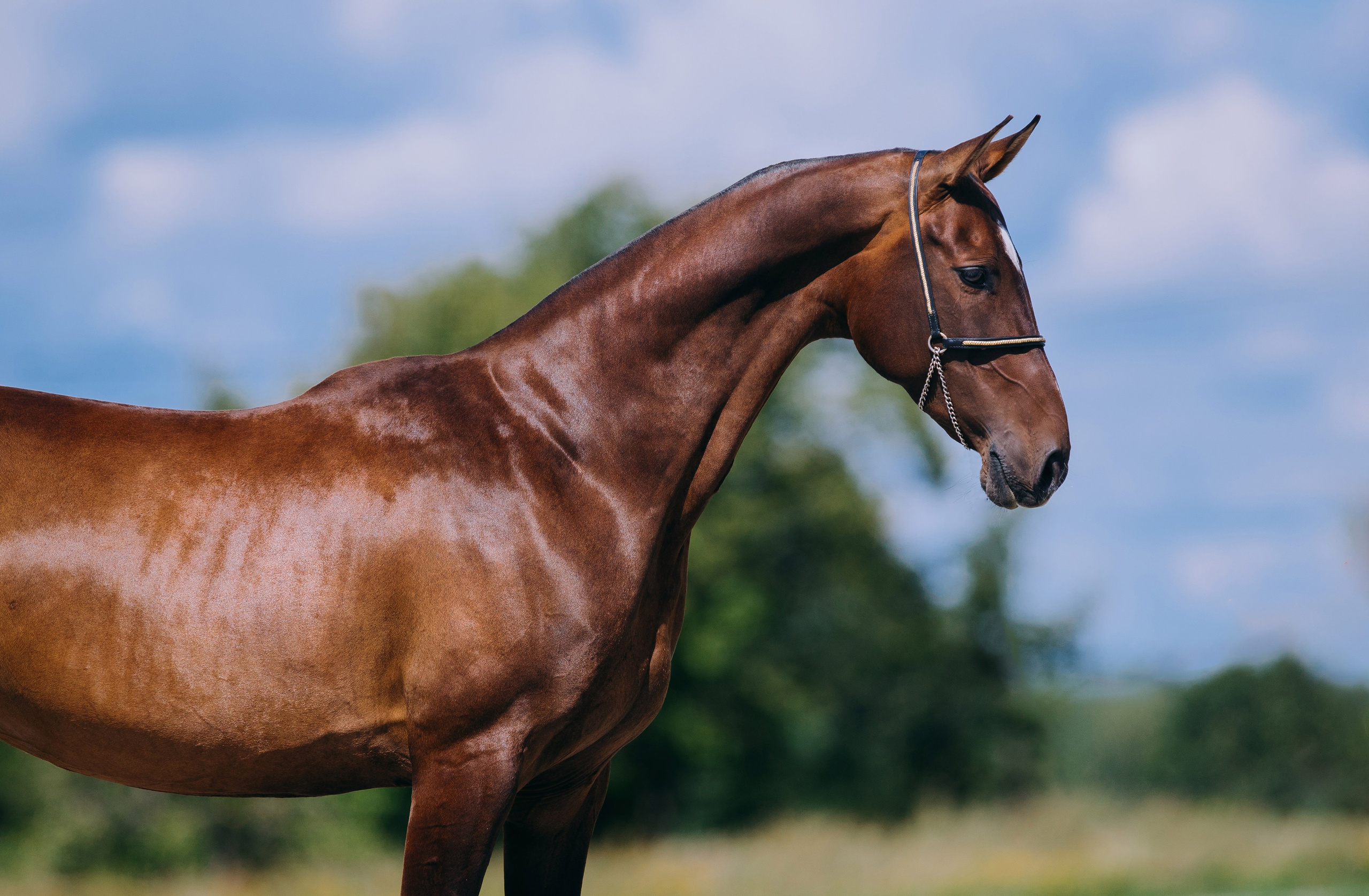 На природе. Фотограф-анималист Ксендзова Кристина
