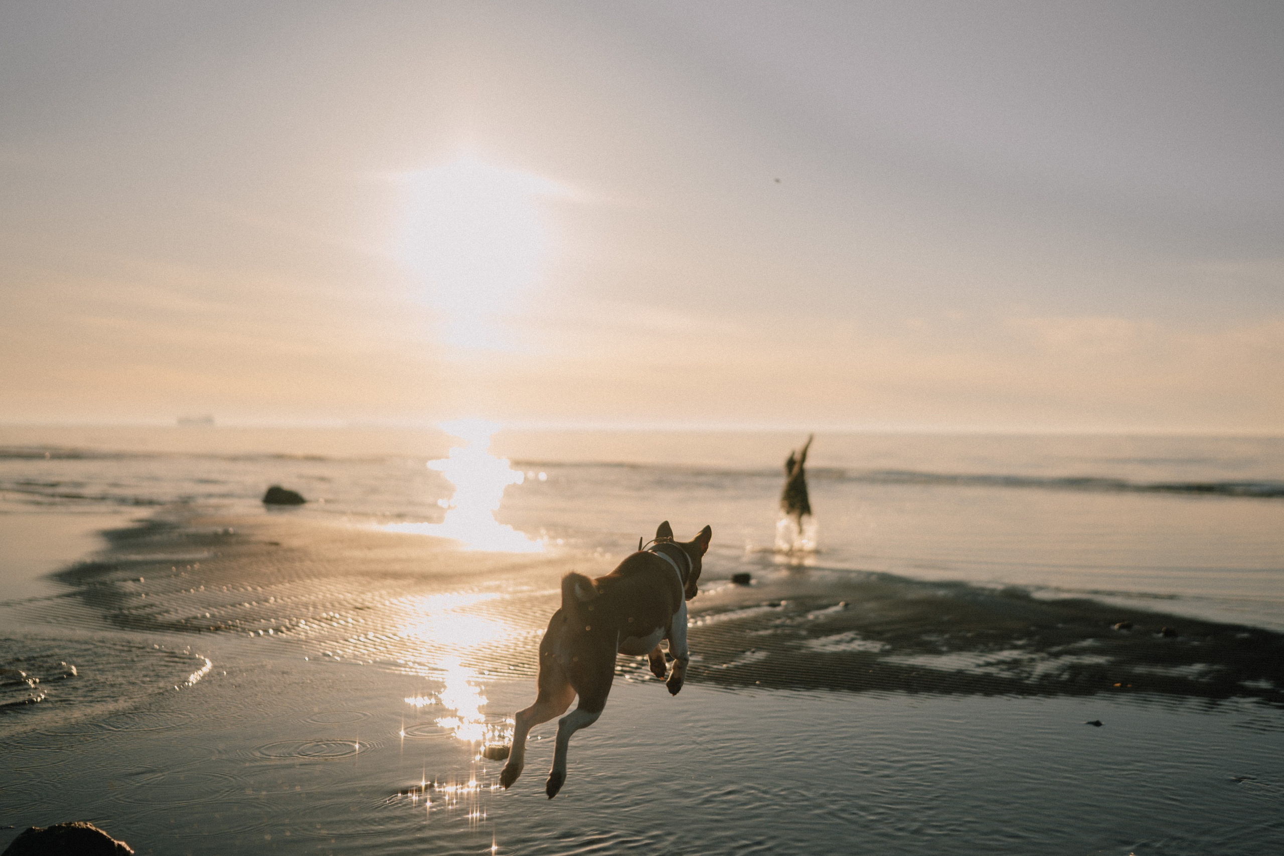 Маша и Хьюстон. Фотограф Ника Лиепа