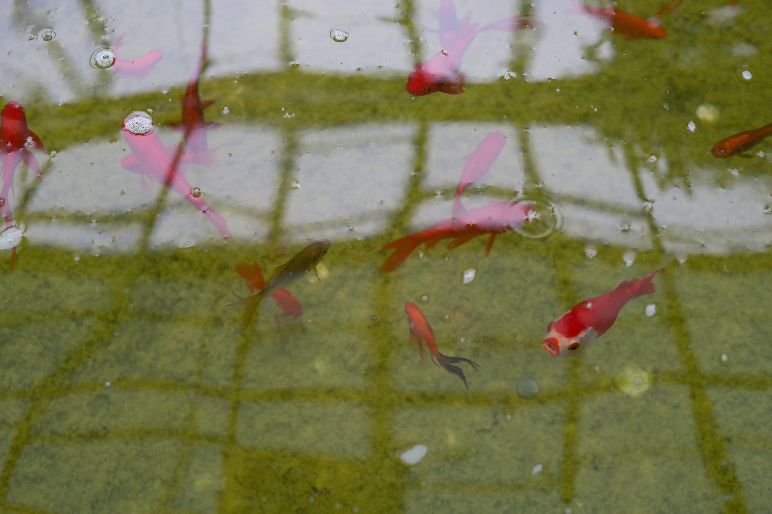 Аня. Свадебный и семейный фотограф в Волгограде Наталья Наумова