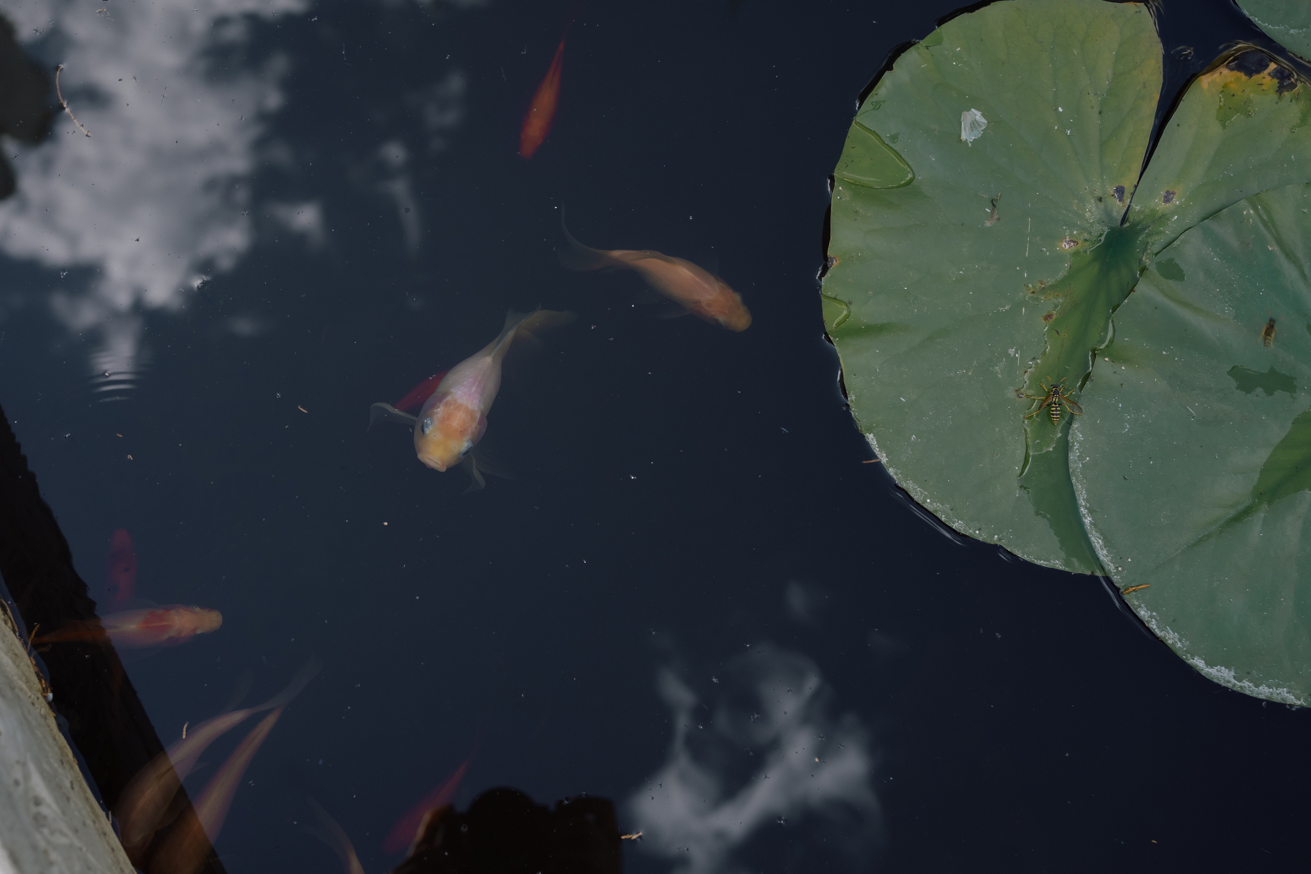 Александр и Диана. Свадебный и семейный фотограф в Волгограде Наталья Наумова