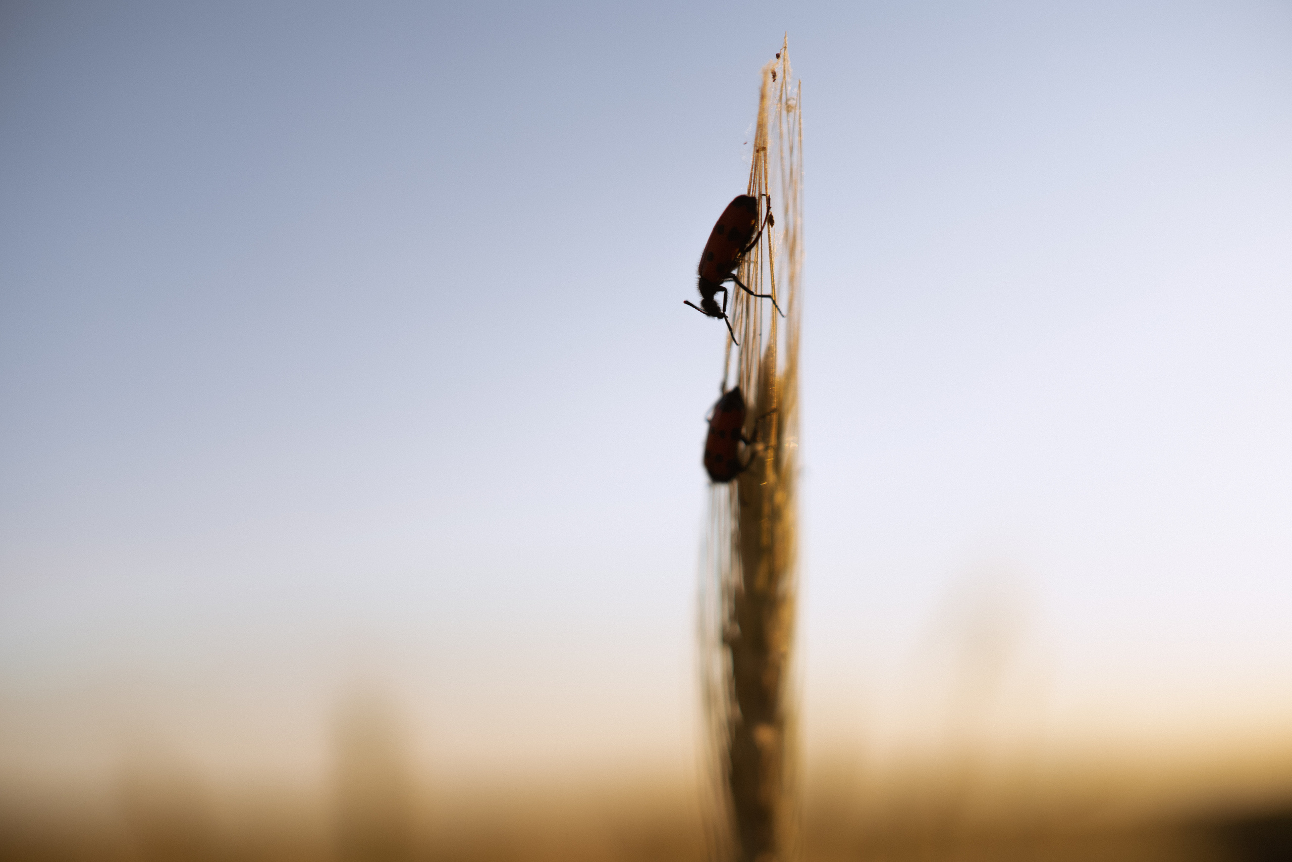 Катя и Виолетта. Свадебный и семейный фотограф в Волгограде Наталья Наумова