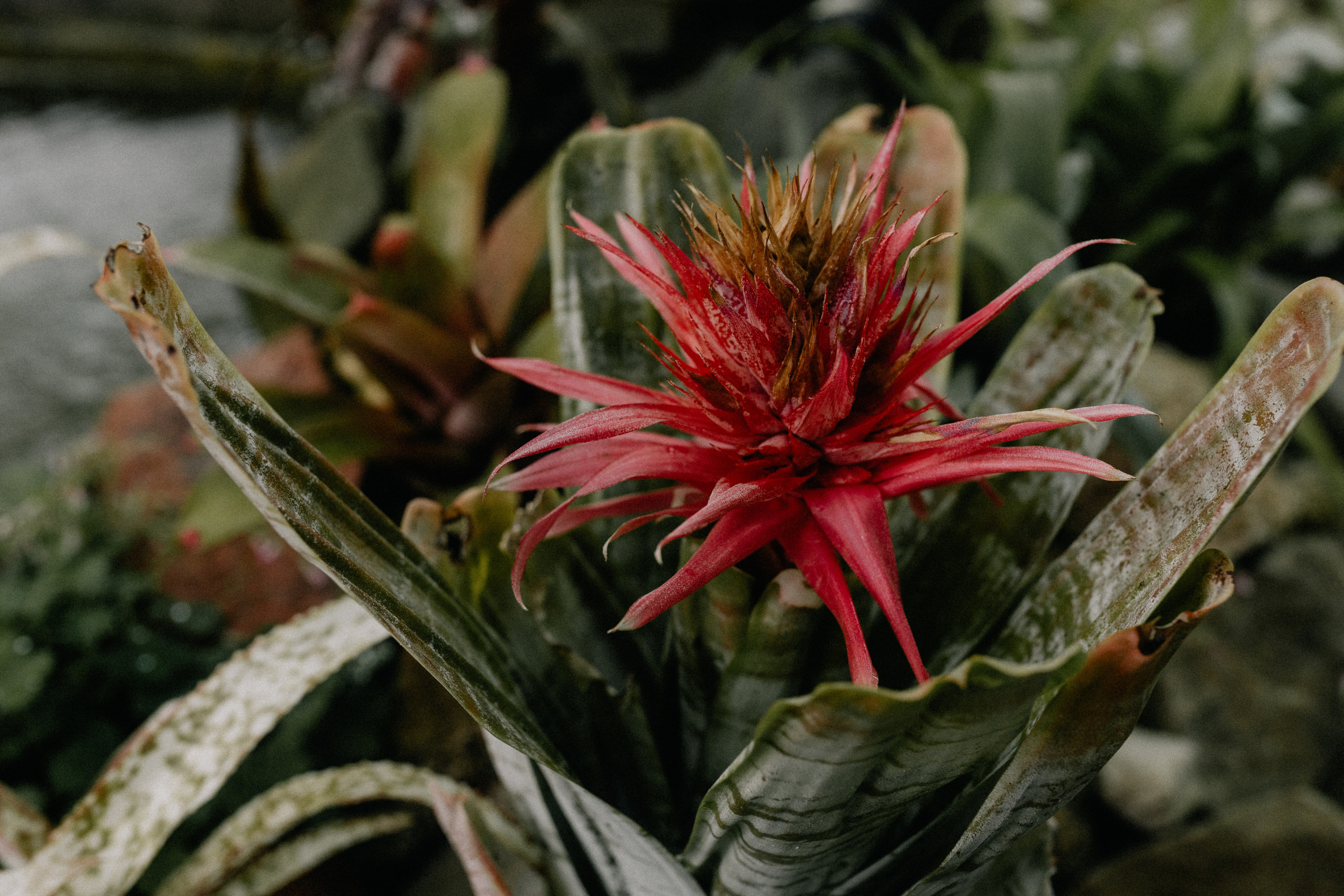 Аня. Свадебный и семейный фотограф в Волгограде Наталья Наумова