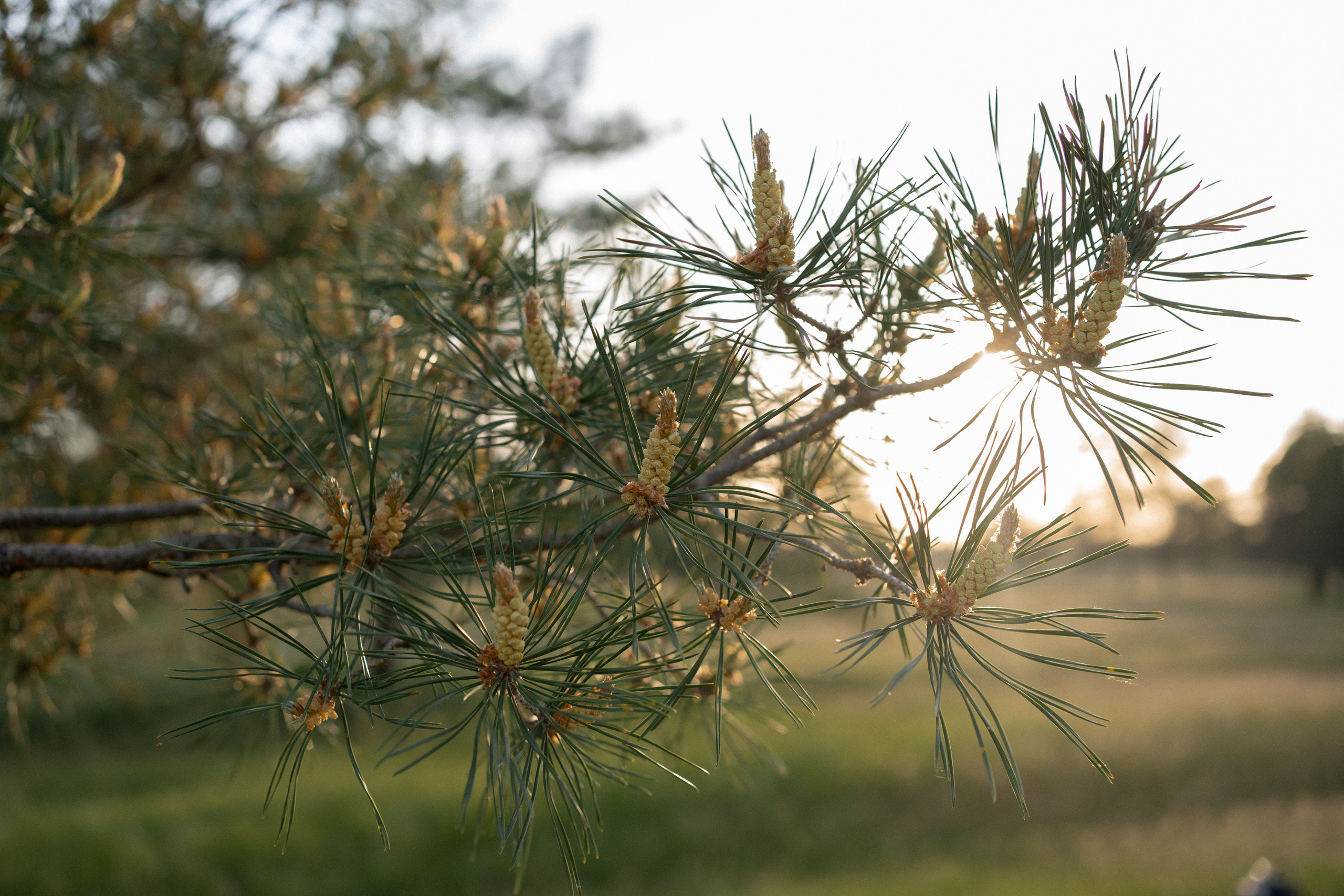 Настя, Ульяна. Свадебный и семейный фотограф в Волгограде Наталья Наумова