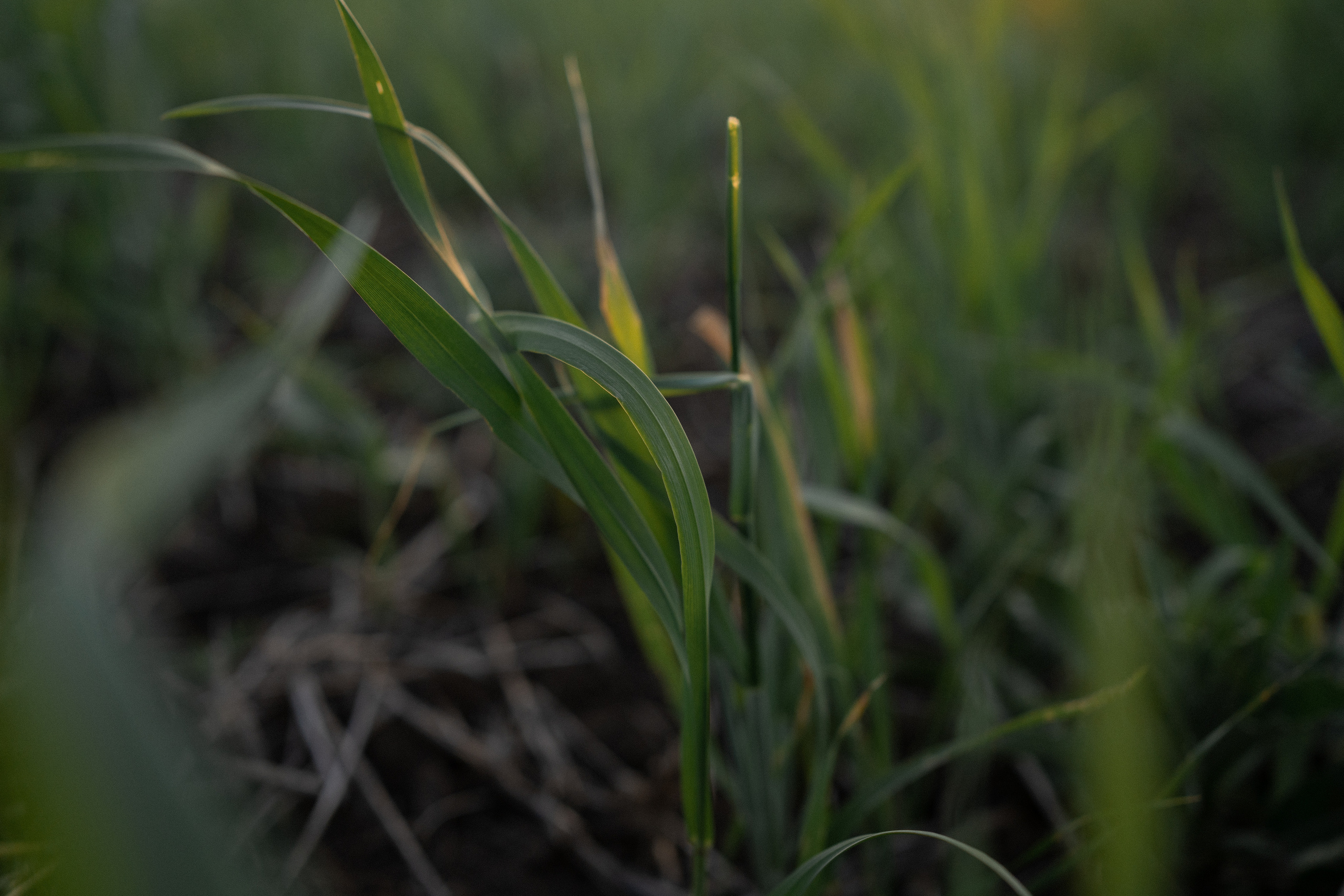 Настя, Ульяна. Свадебный и семейный фотограф в Волгограде Наталья Наумова