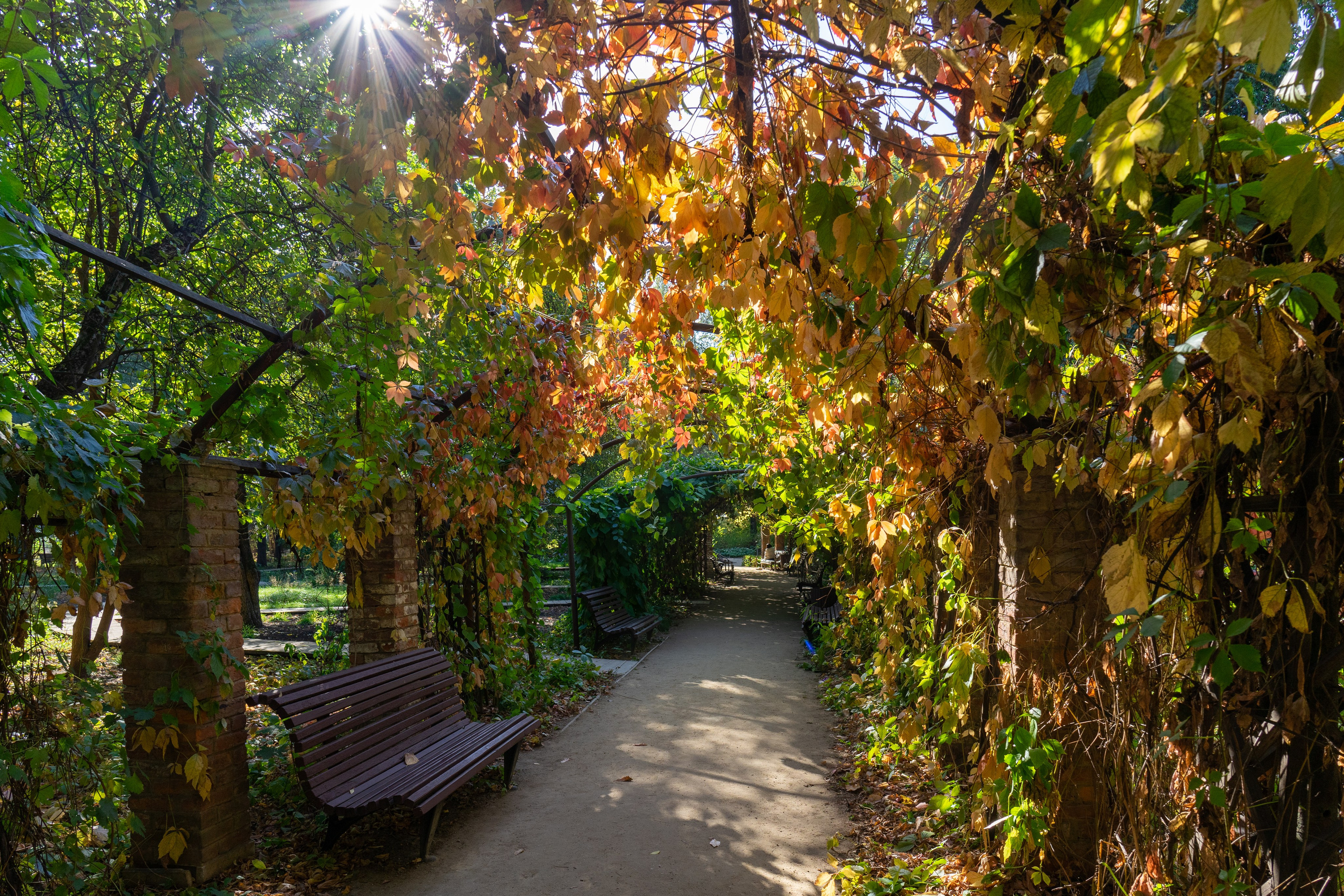 Осень, autumn, парк, деревья, лист, красный, желтый, зеленый. Авторские фотографии Чугунова Николая