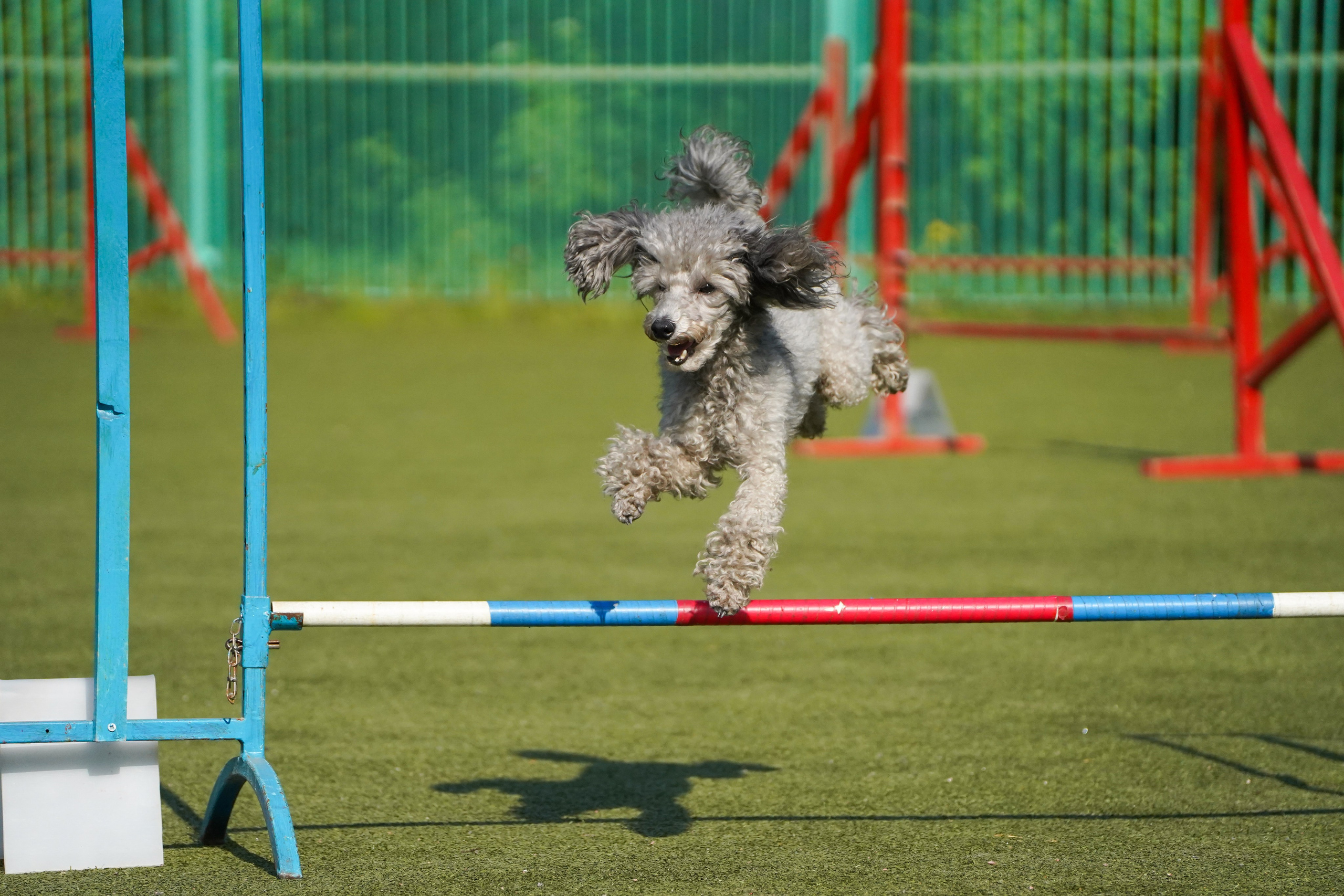 Аджилити 25.05.24, Санкт-Петербург. Фотограф-анималист Анастасия Большакова