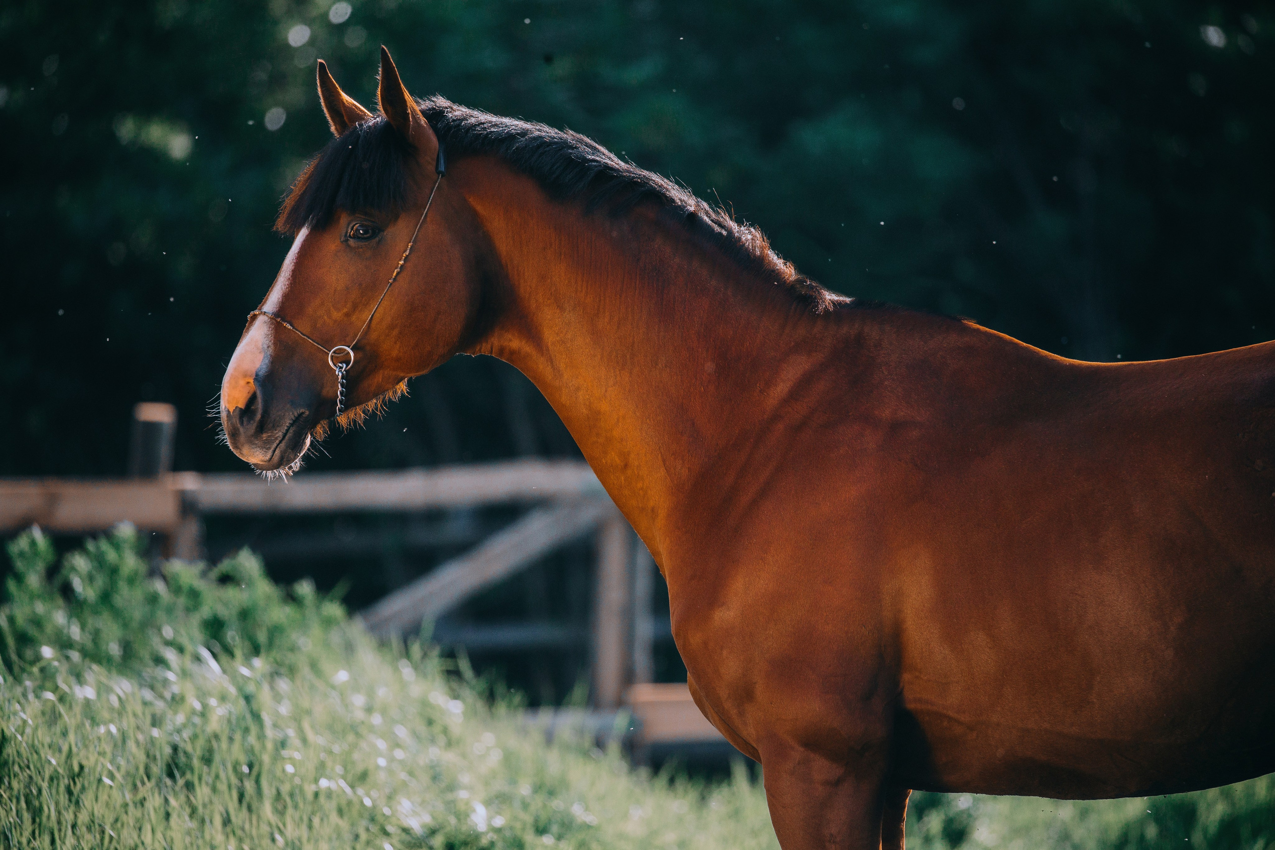 На природе. Фотограф-анималист Ксендзова Кристина