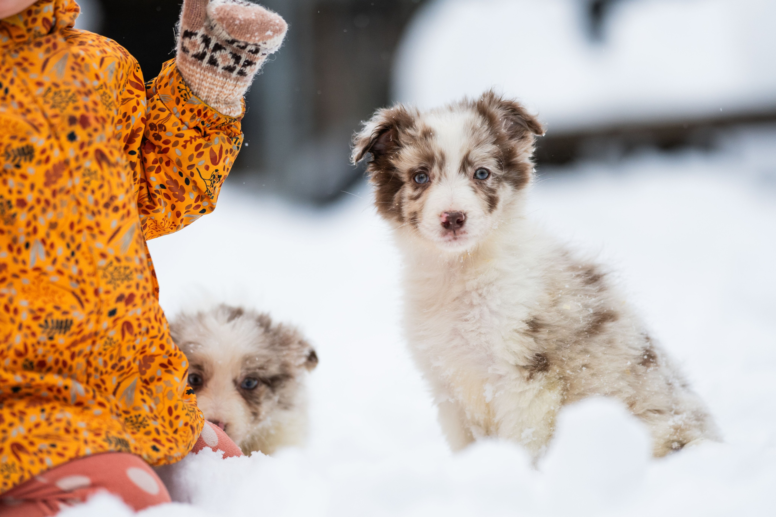 Фритсвит. Семейный фотограф Ефремова Виктория
