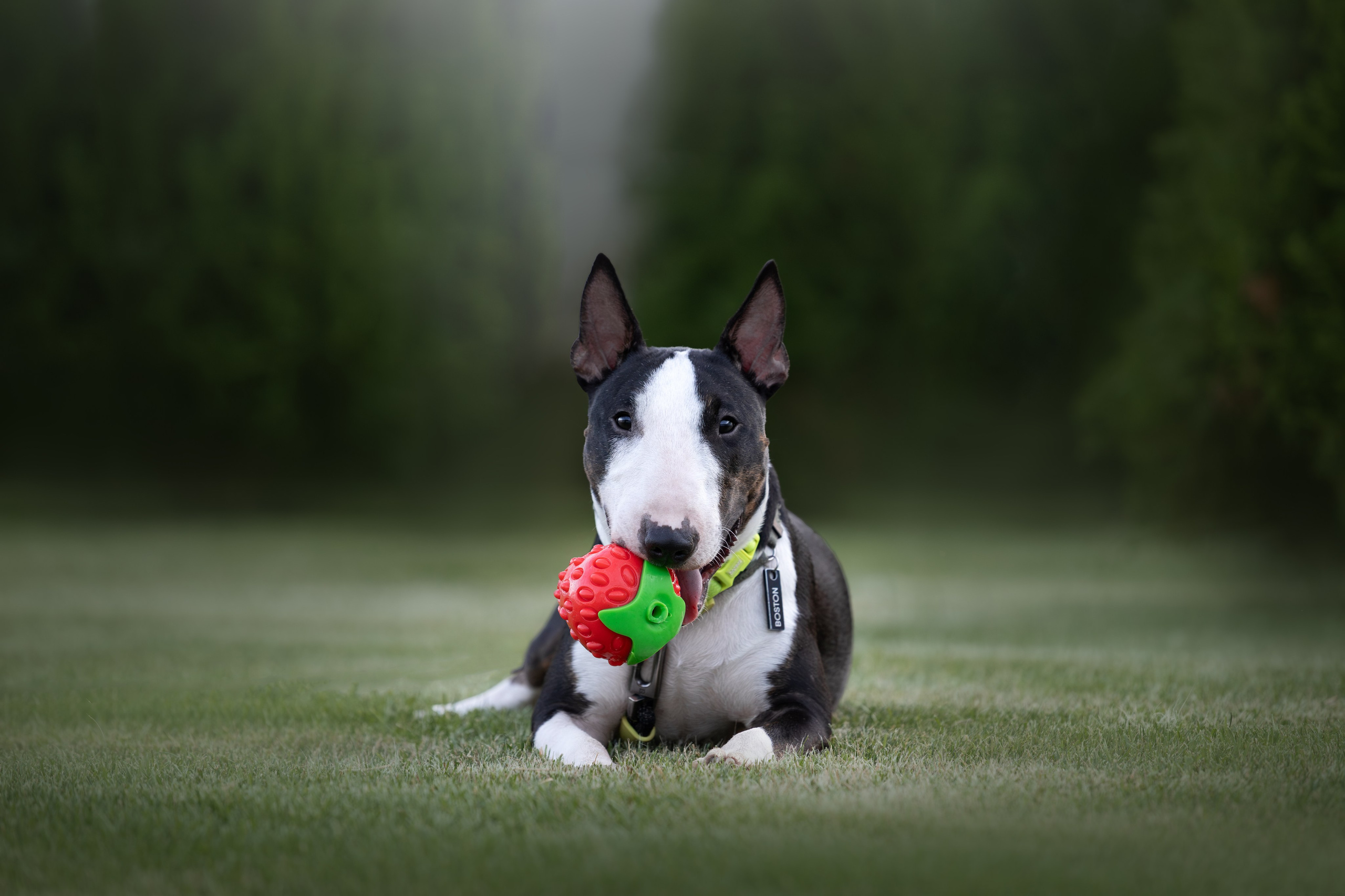 Фотосъёмка собак. Семейный и анималист фотограф в Переславле Анастасия Гусева